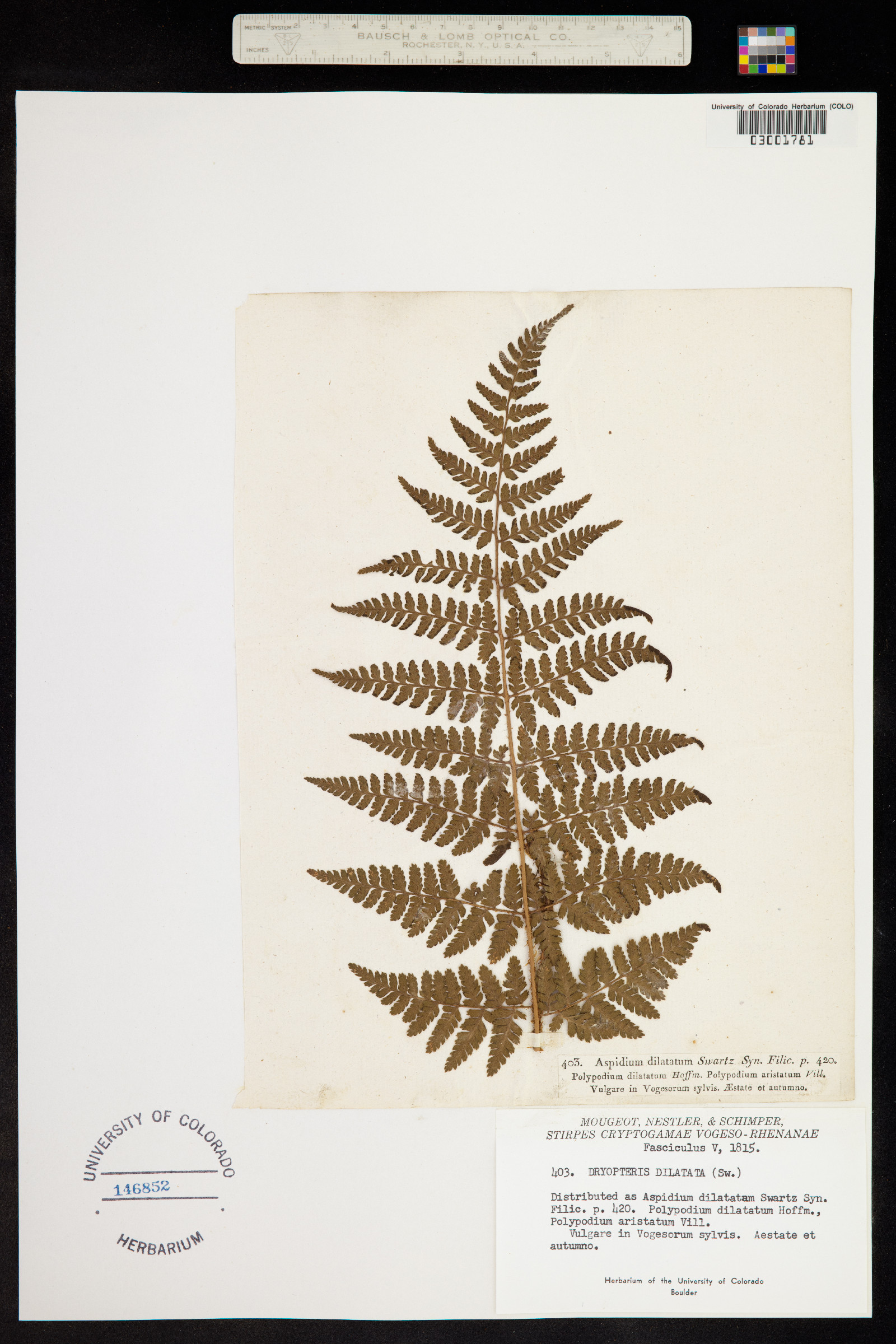 Dryopteris expansa image