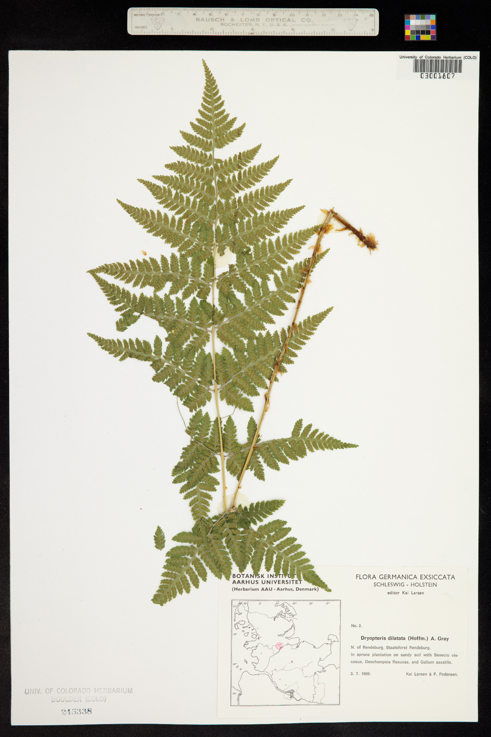 Dryopteris expansa image