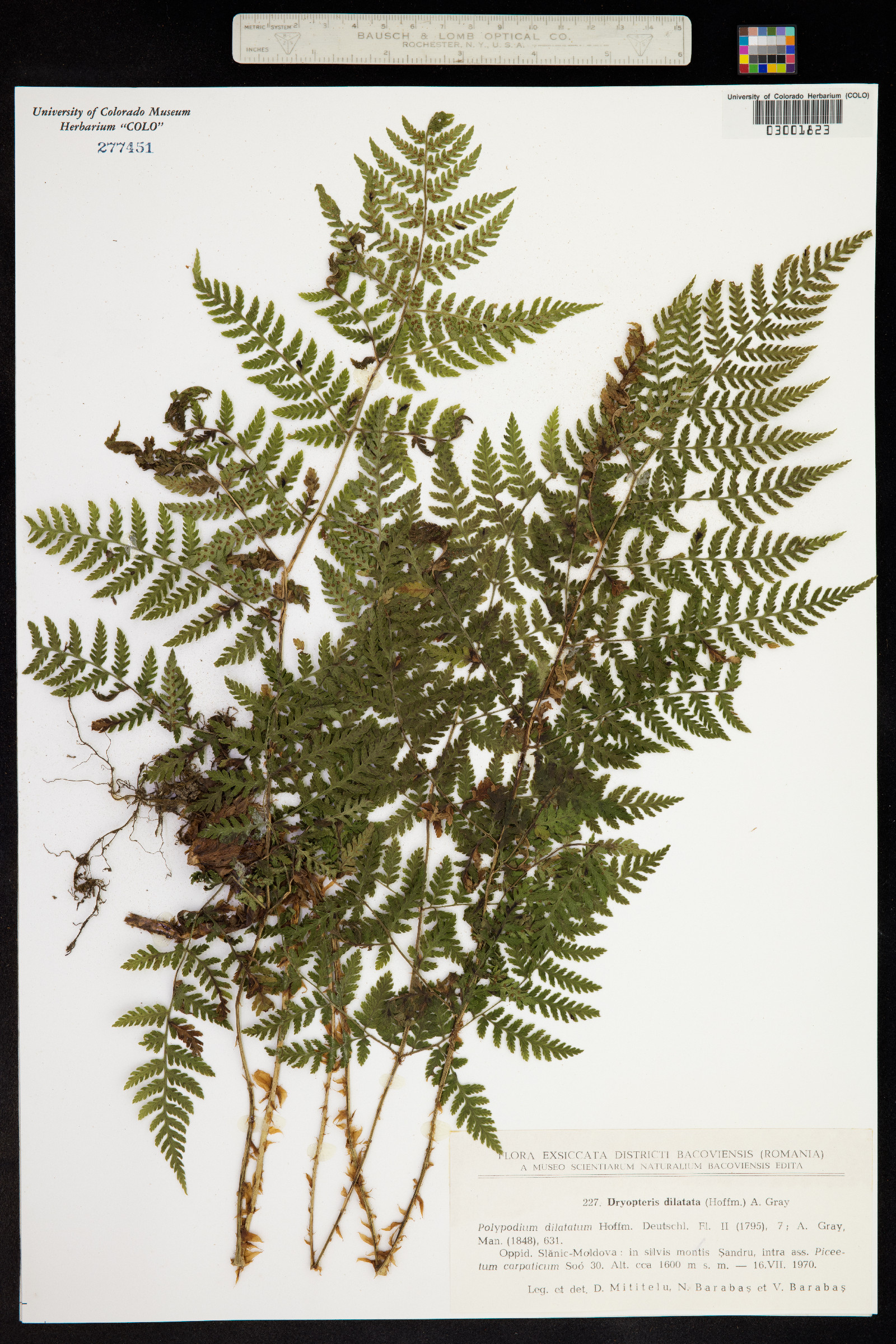 Dryopteris dilatata image