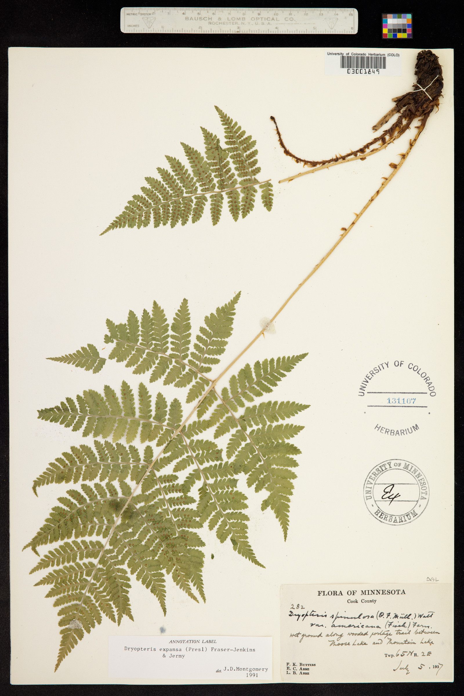 Dryopteris expansa image