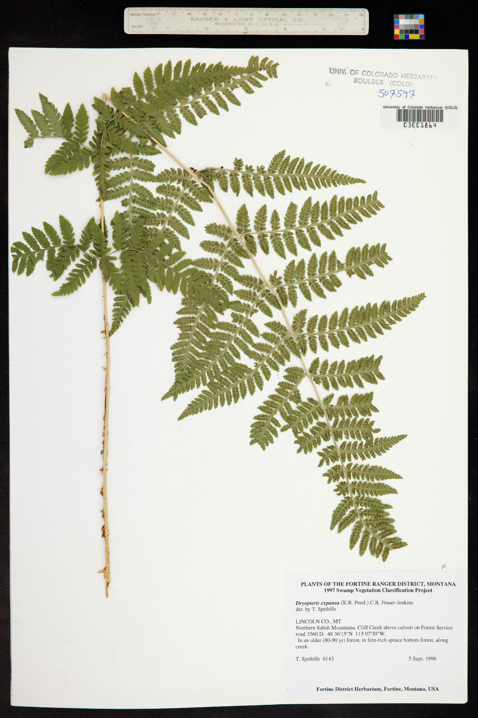 Dryopteris expansa image