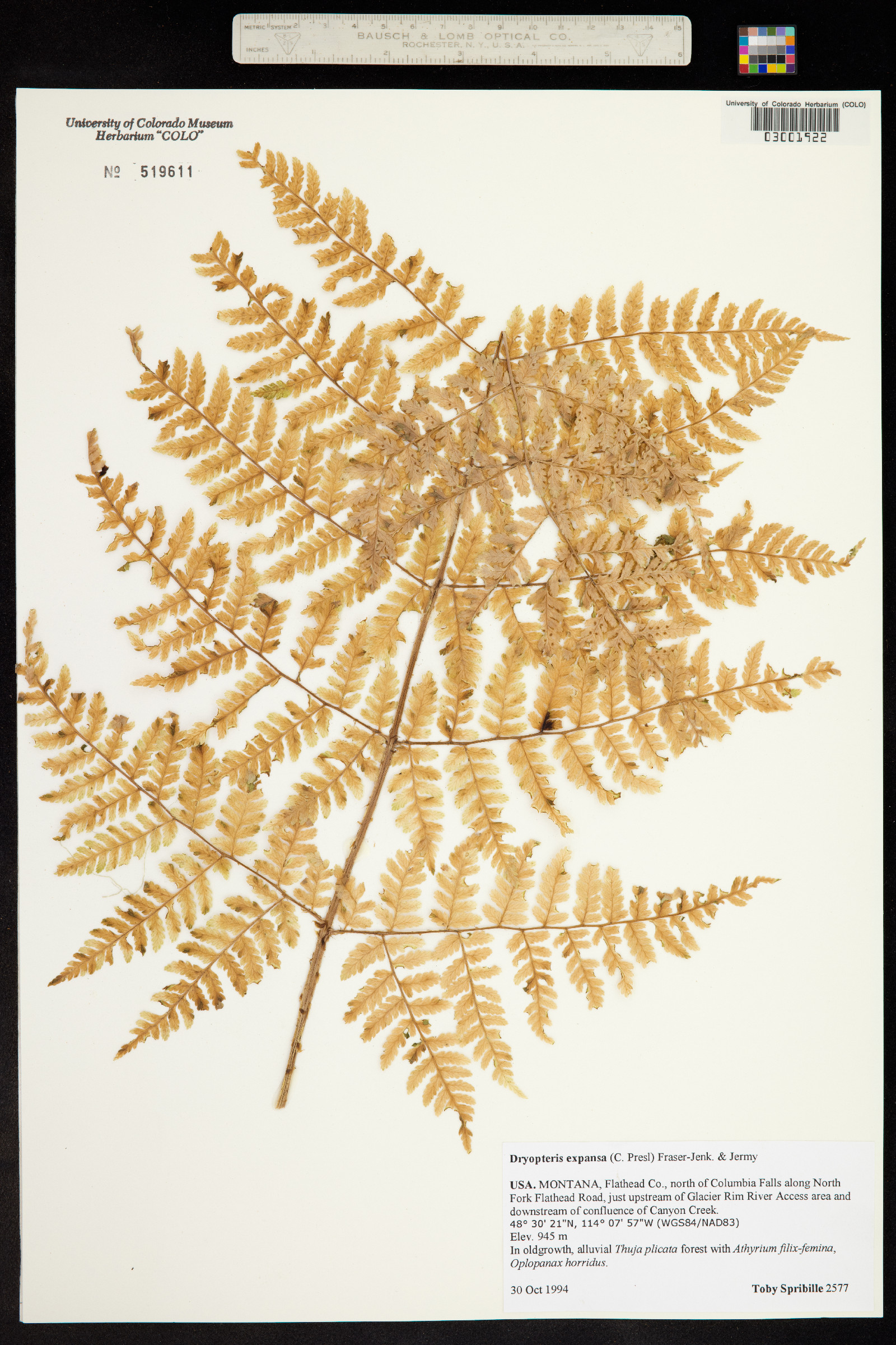 Dryopteris expansa image