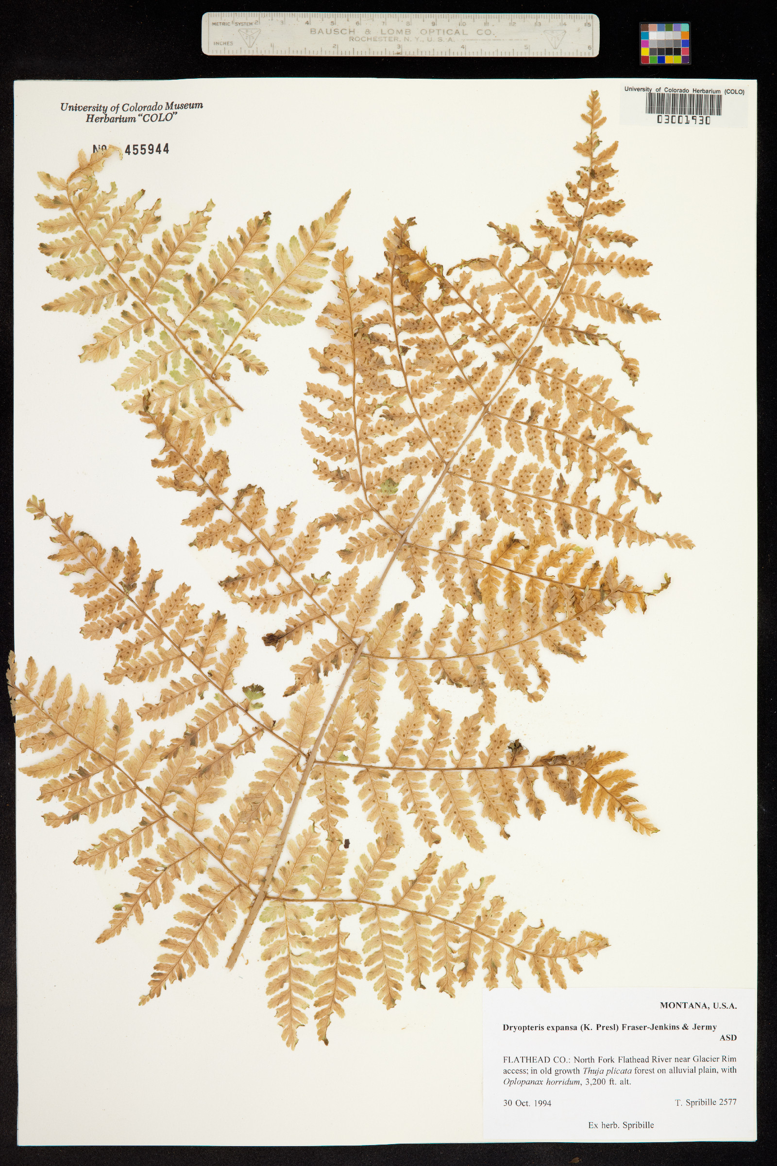 Dryopteris expansa image