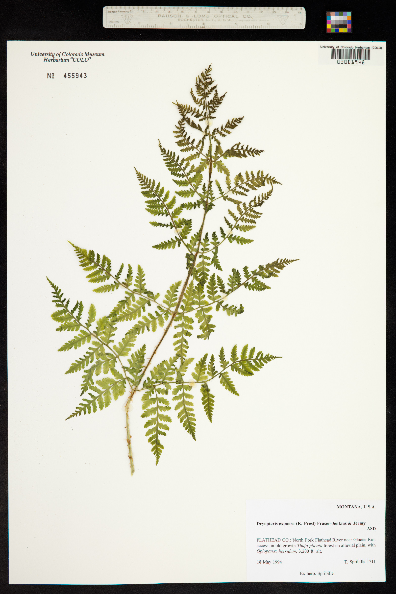 Dryopteris image