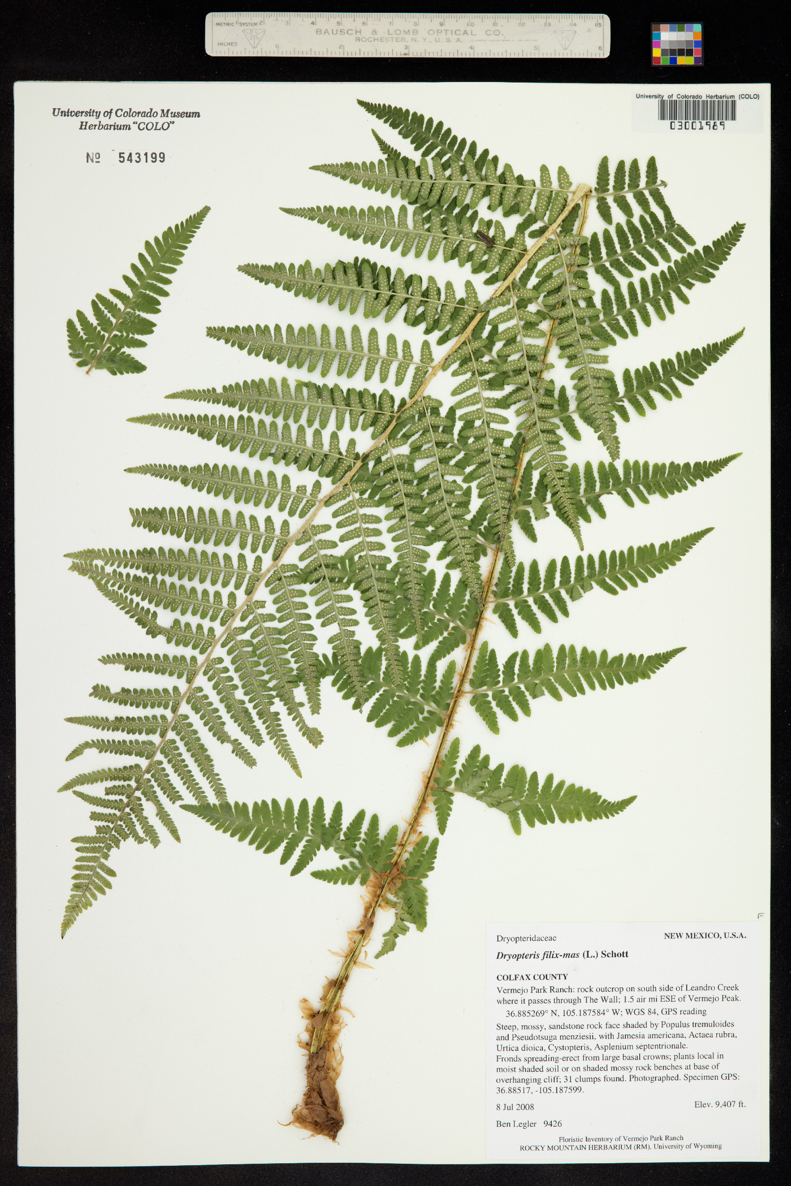 Dryopteris filix-mas image