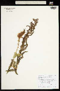 Dryopteris filix-mas image