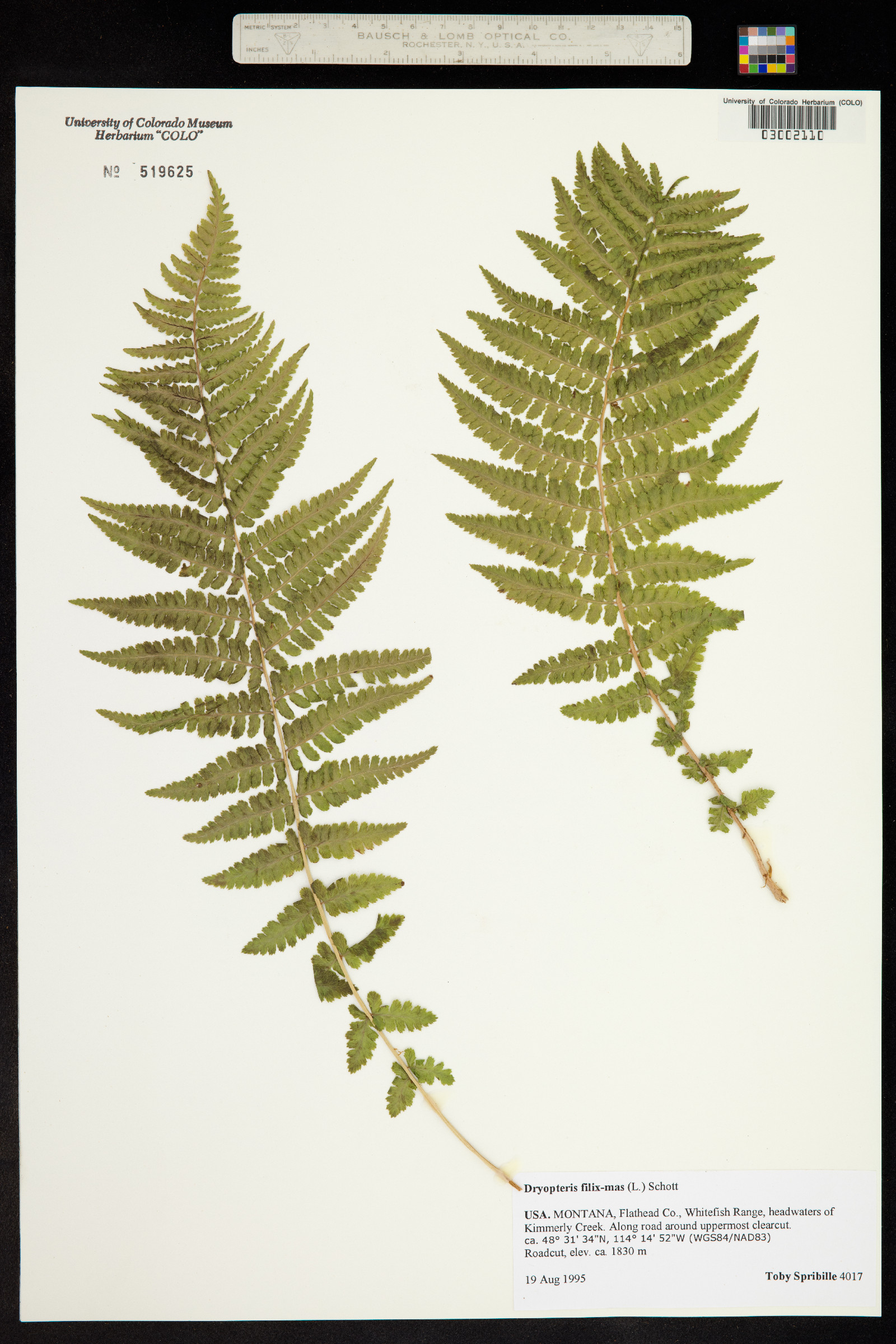 Dryopteris filix-mas image
