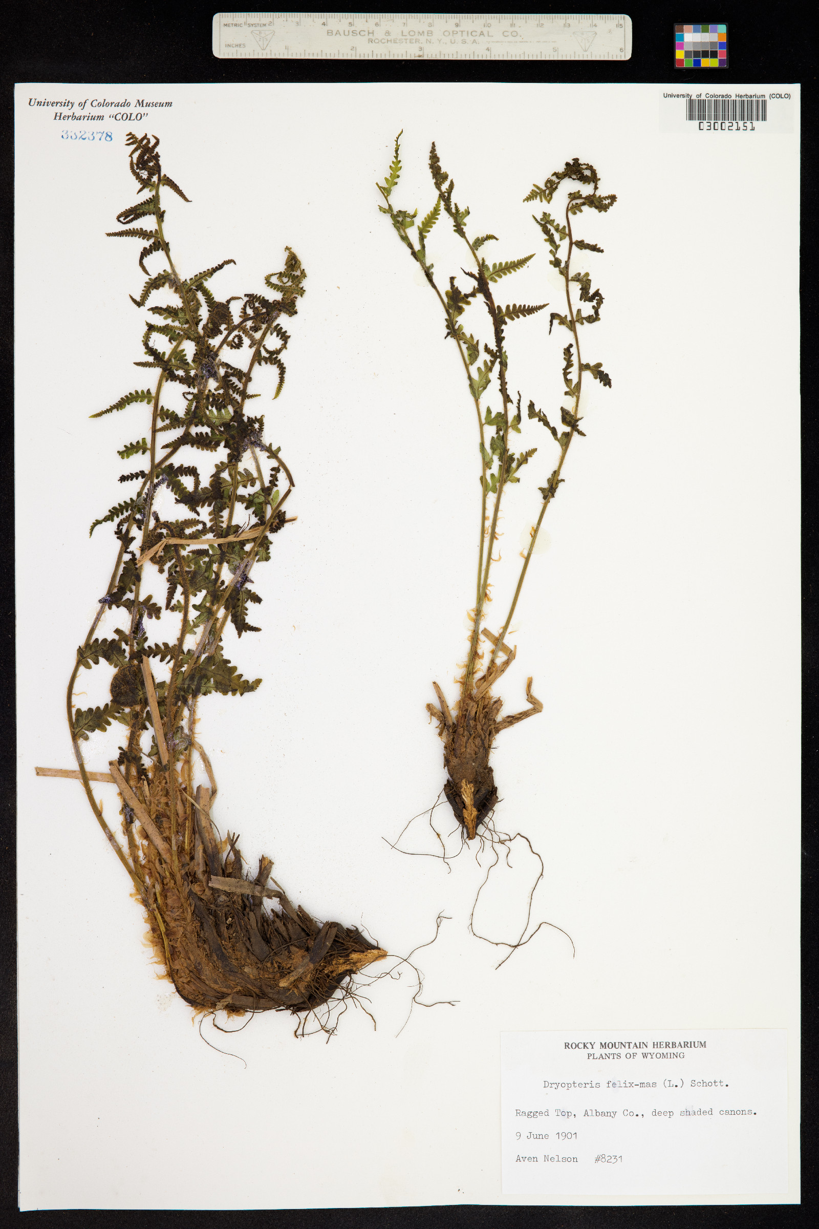 Dryopteridaceae image