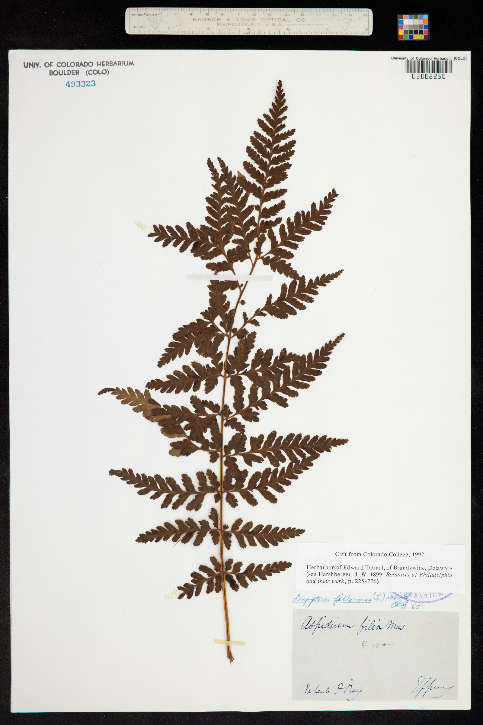 Dryopteris filix-mas image