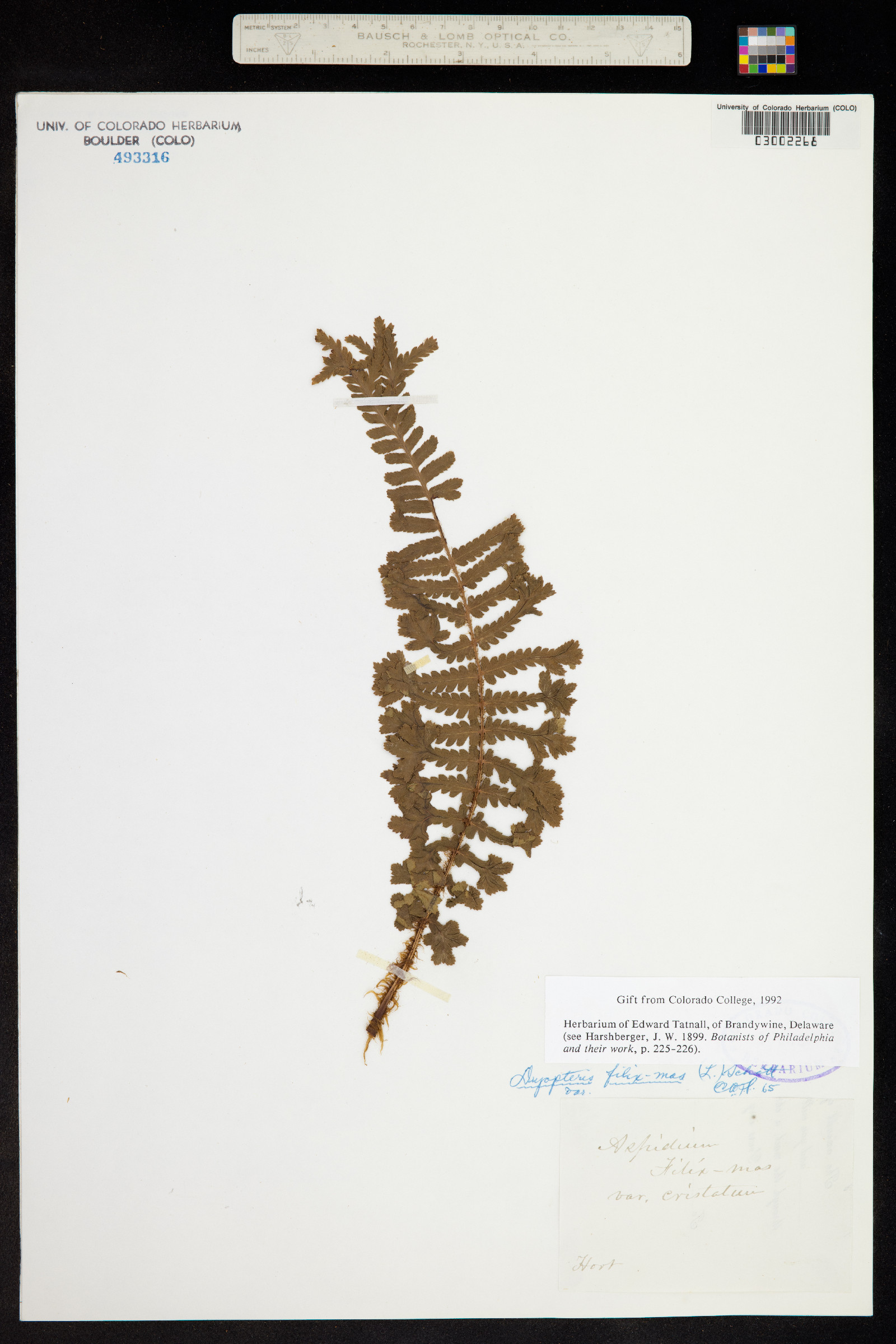 Dryopteris image