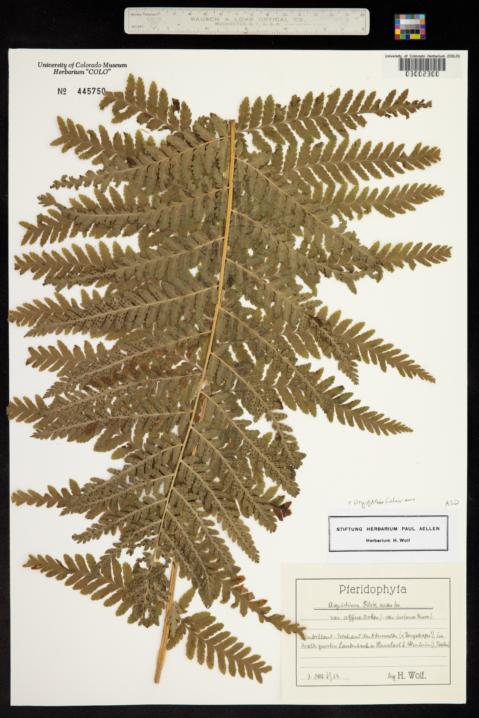 Dryopteris filix-mas image