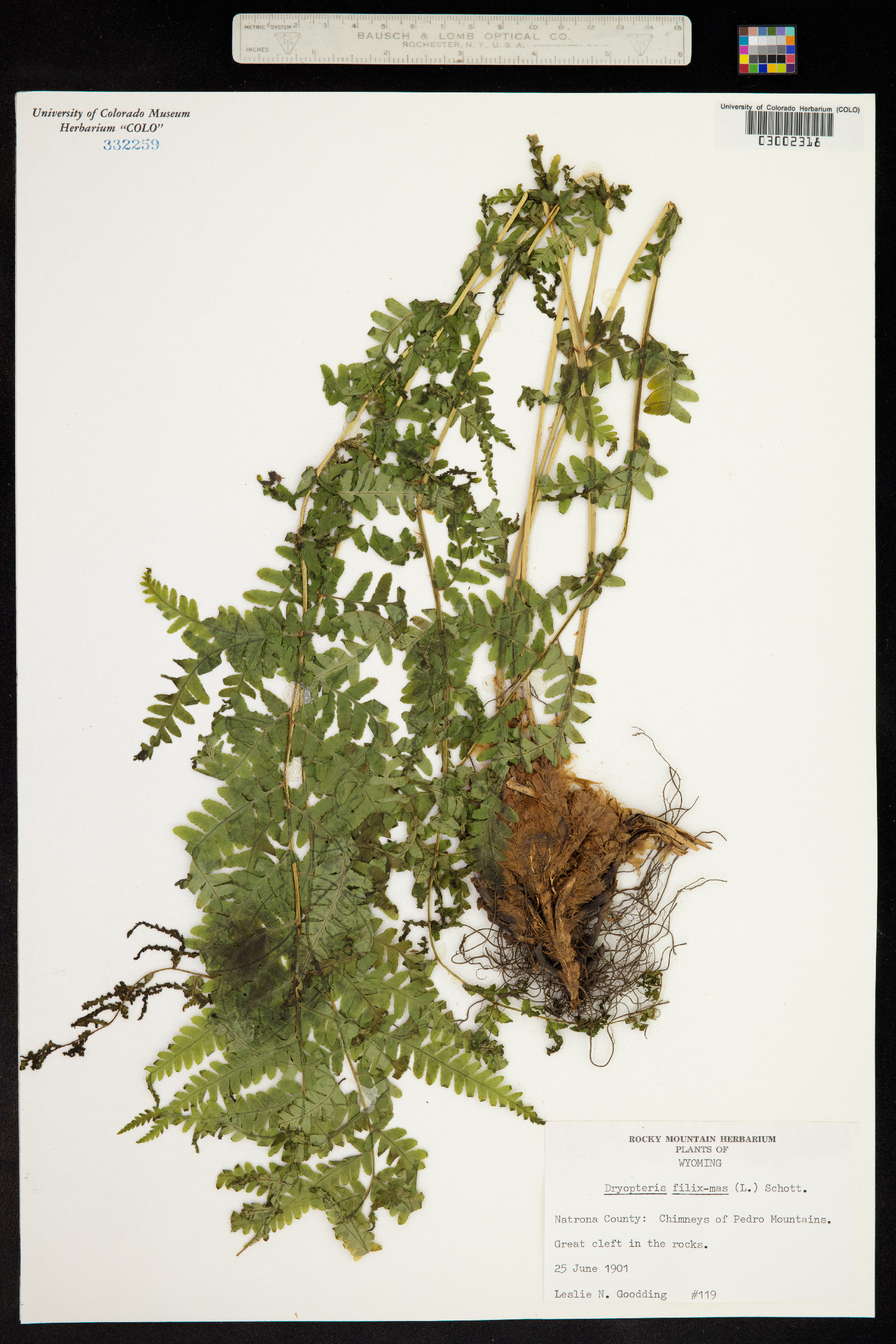Dryopteris filix-mas image