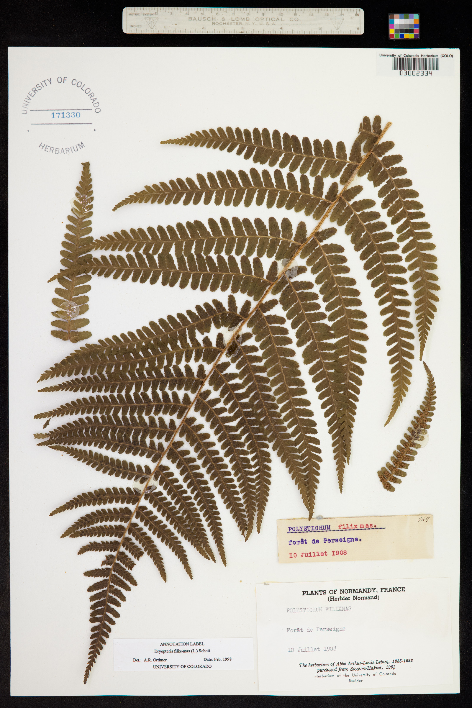 Dryopteris filix-mas image