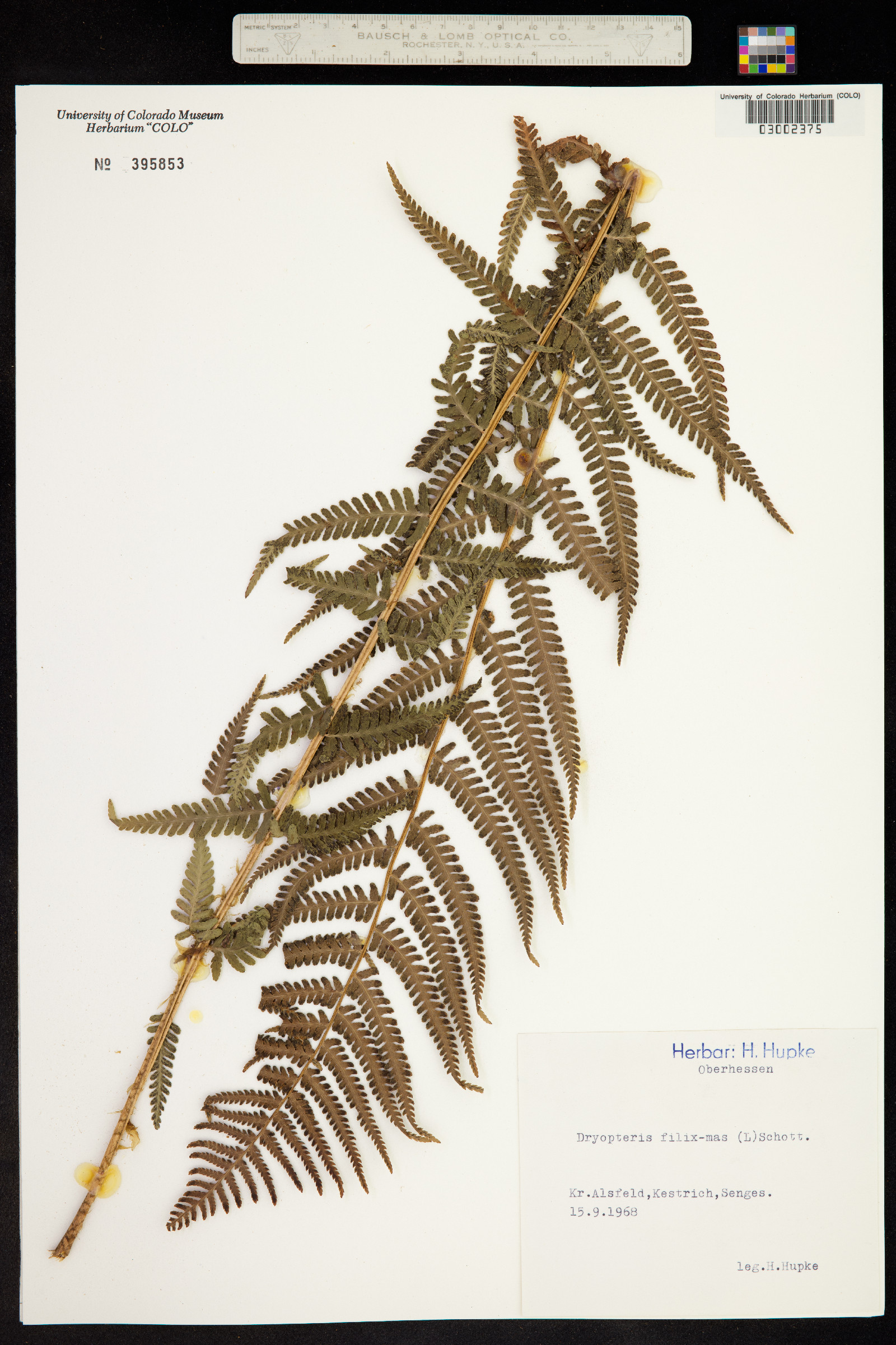 Dryopteris filix-mas image