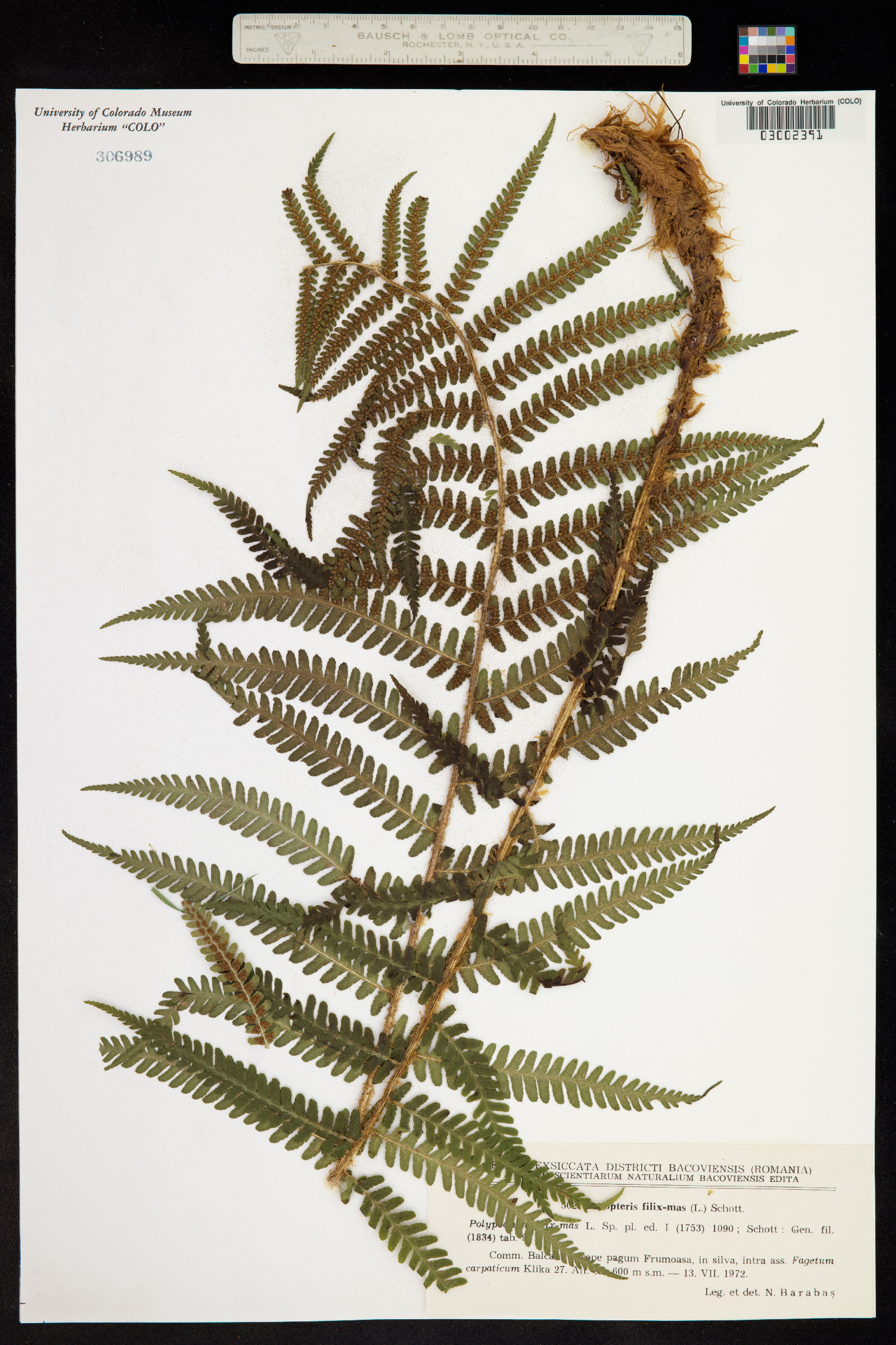 Dryopteris filix-mas image