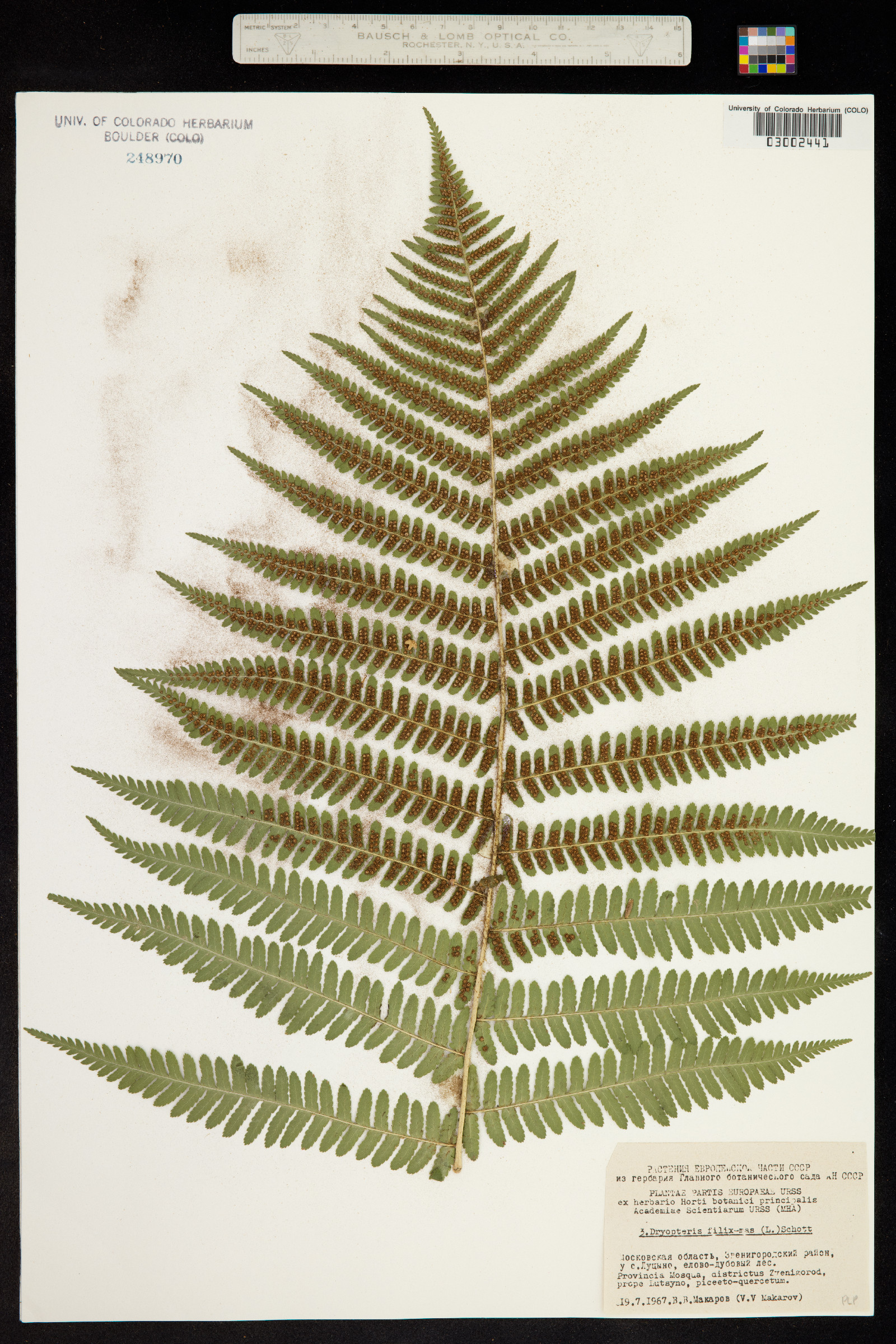 Dryopteris image