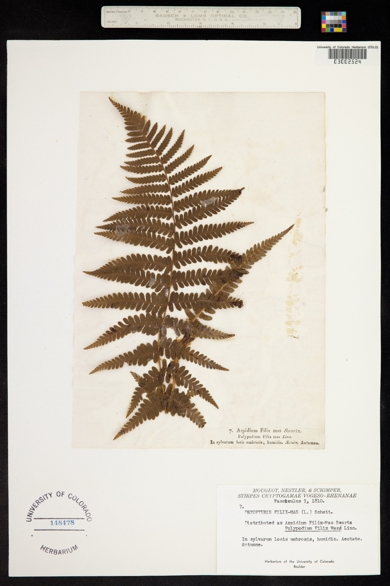 Dryopteris image