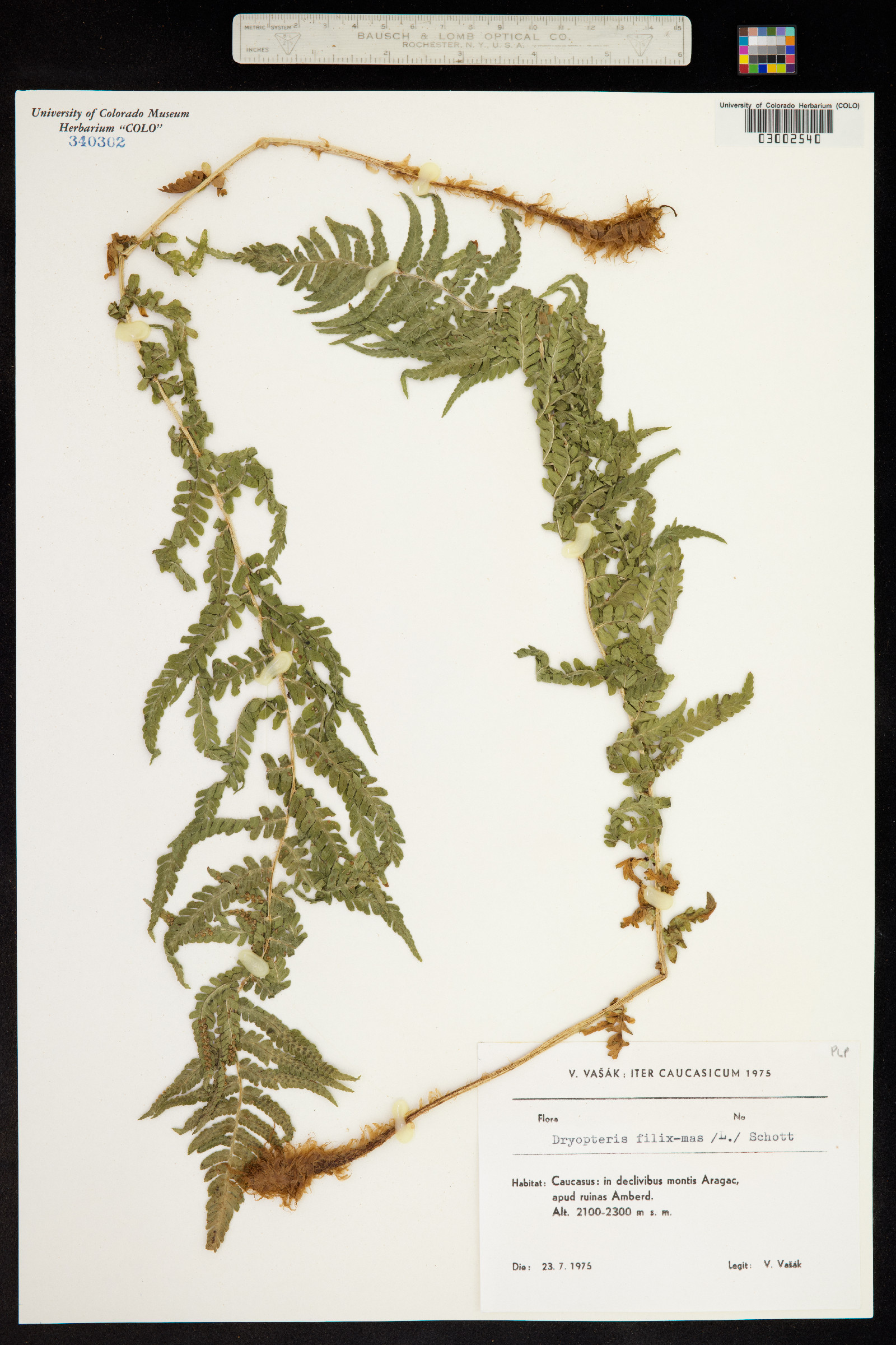 Dryopteris image