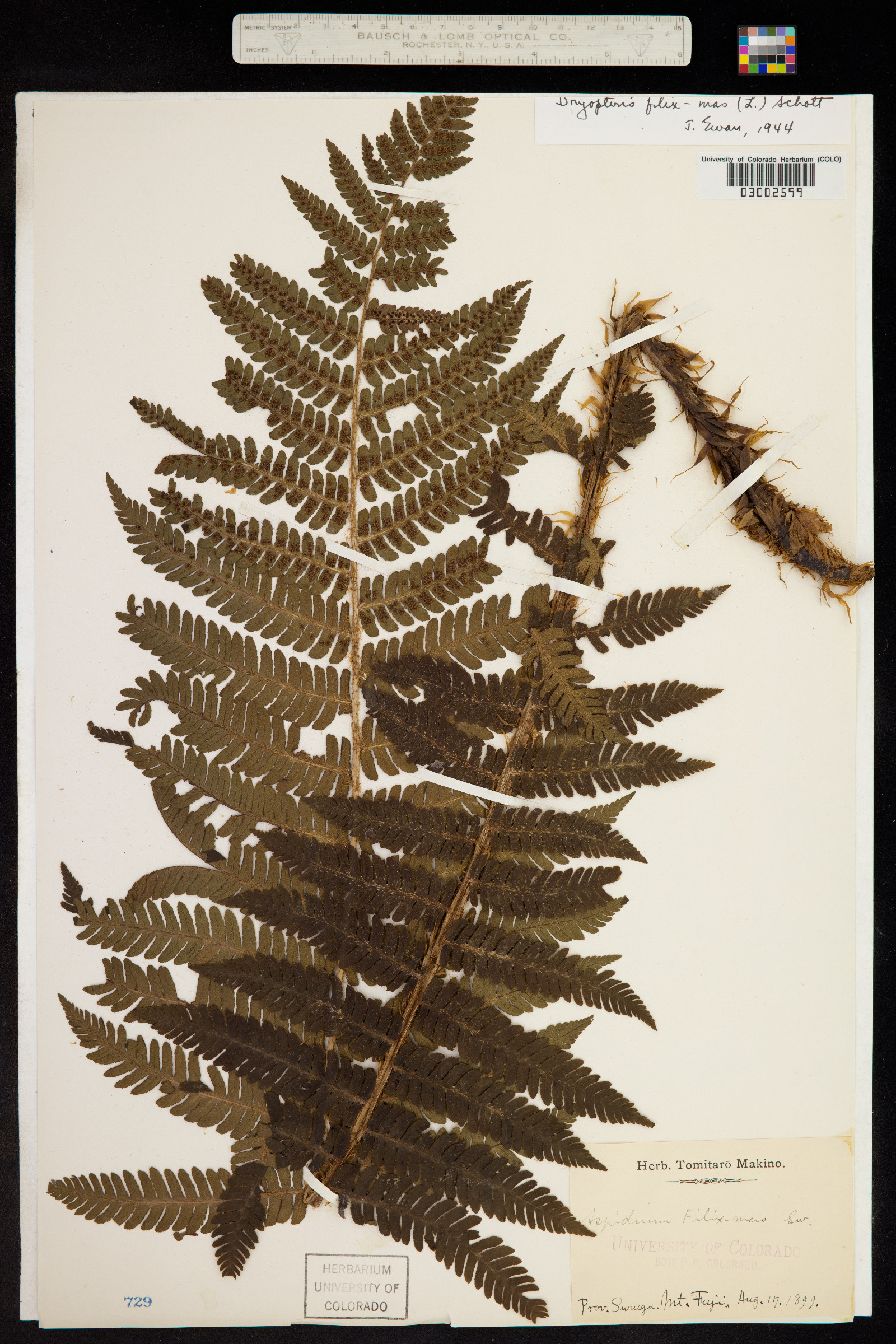 Dryopteridaceae image