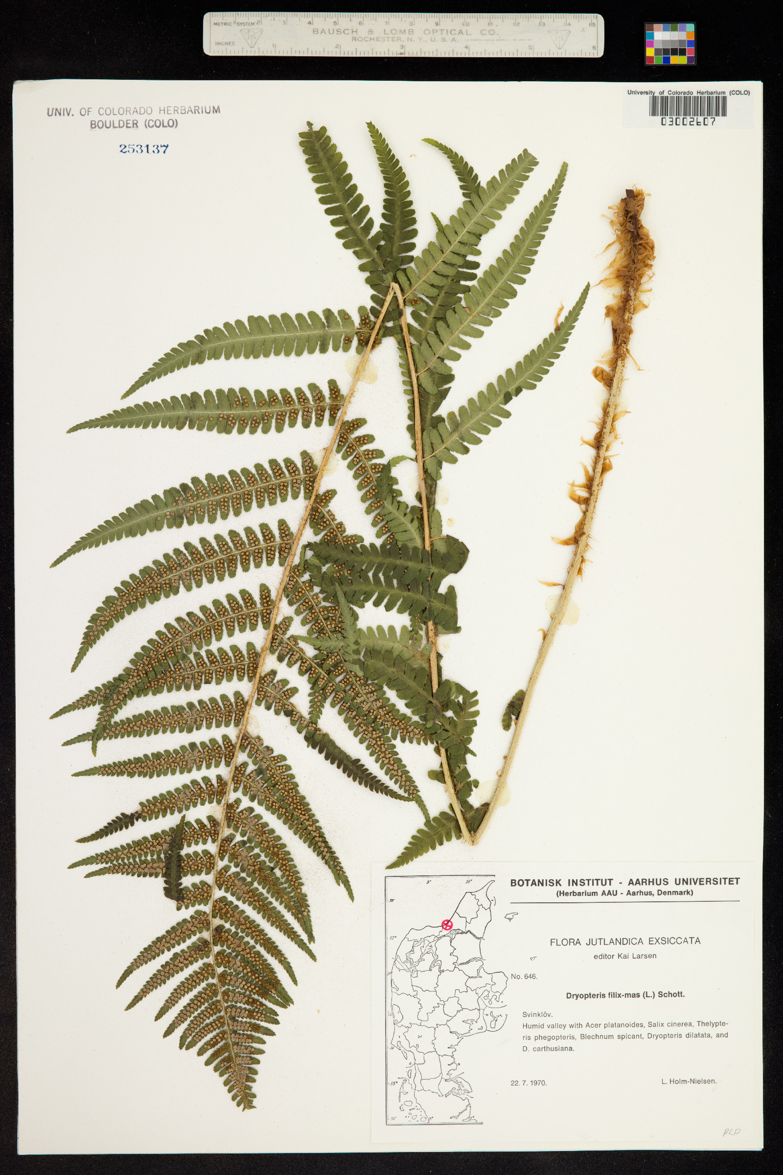 Dryopteris image