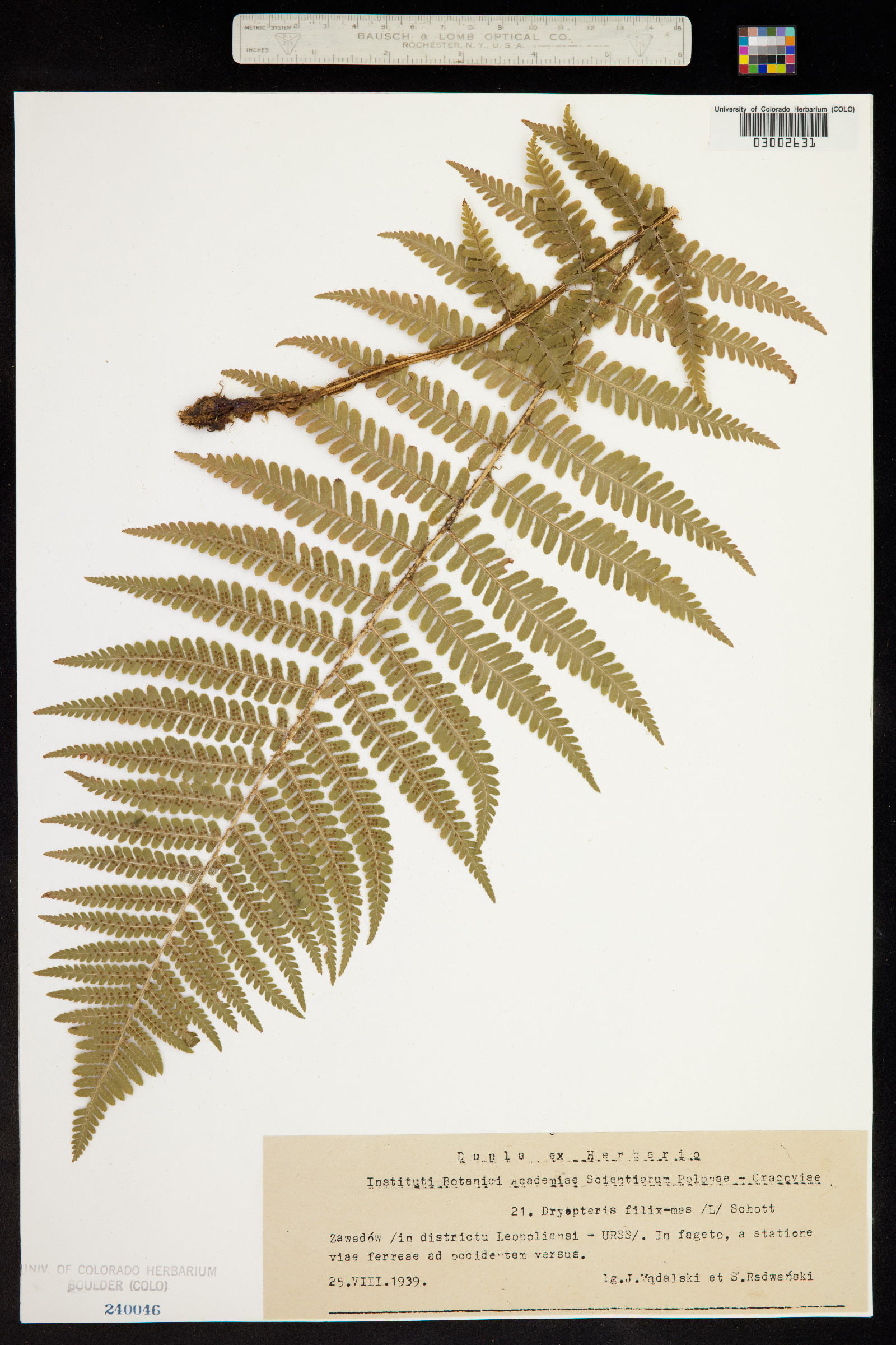 Dryopteris filix-mas image