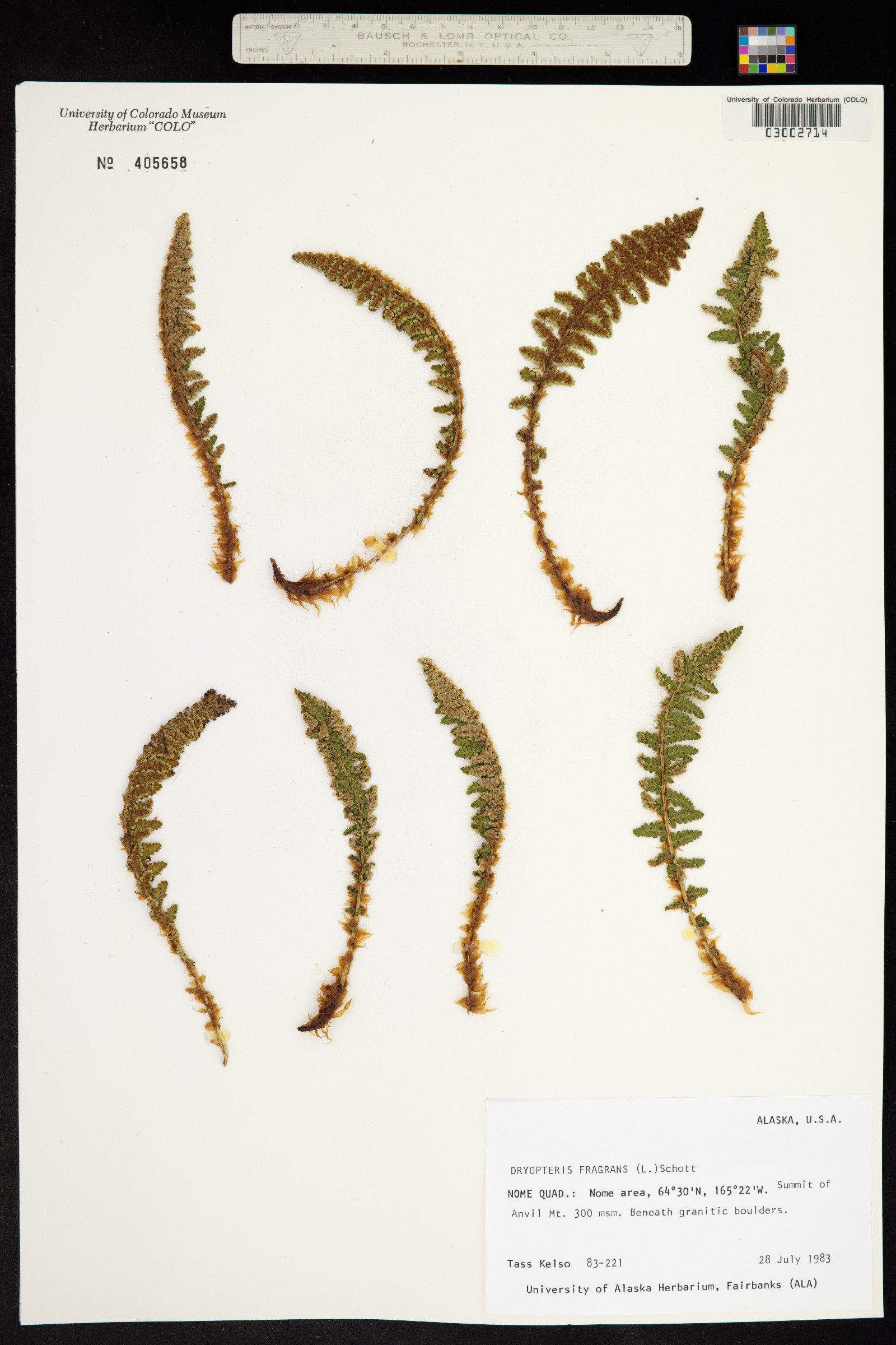 Dryopteris fragrans image
