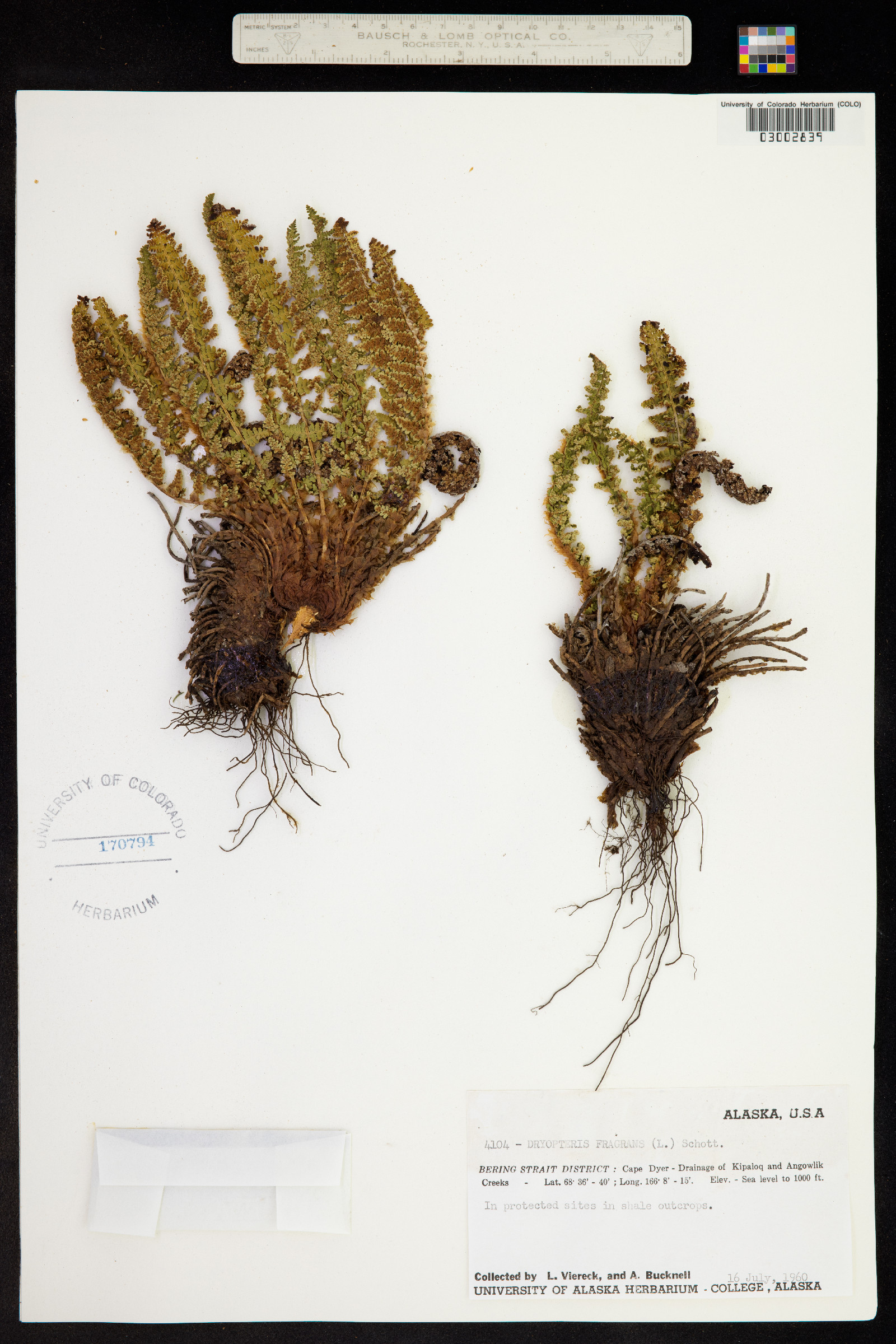 Dryopteris fragrans image