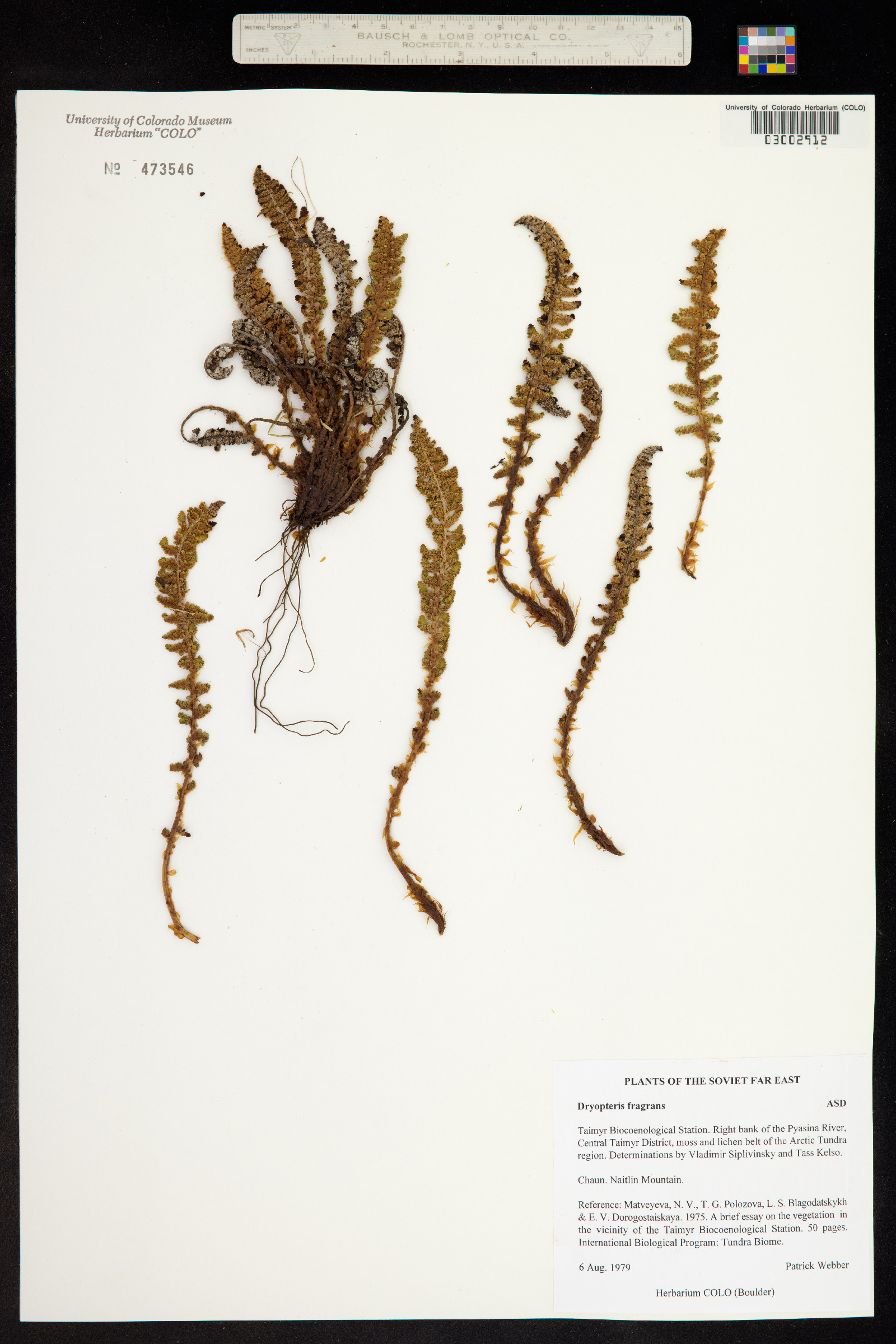 Dryopteris fragrans image