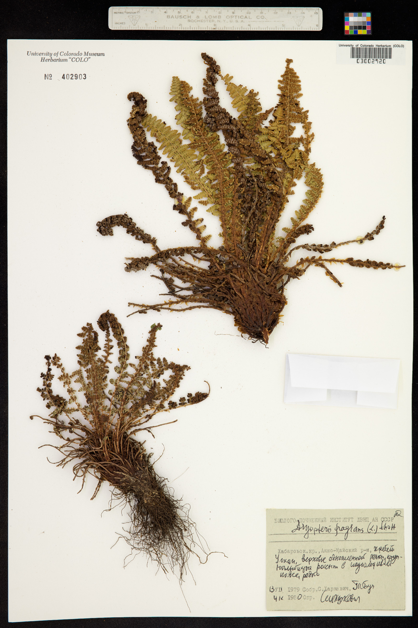 Dryopteris fragrans image