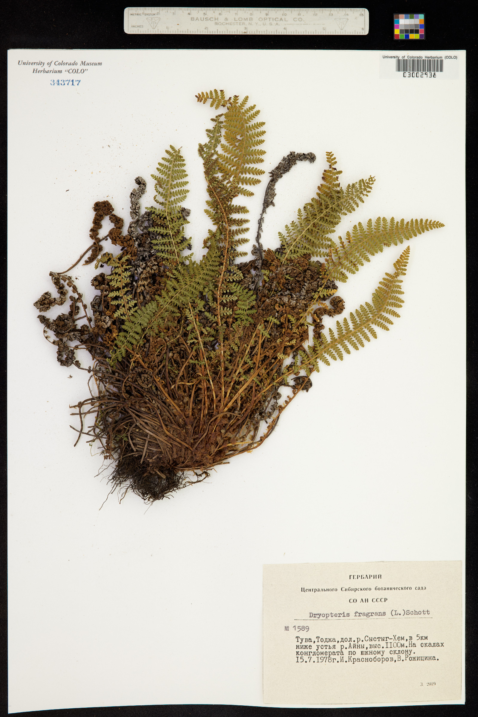 Dryopteris fragrans image