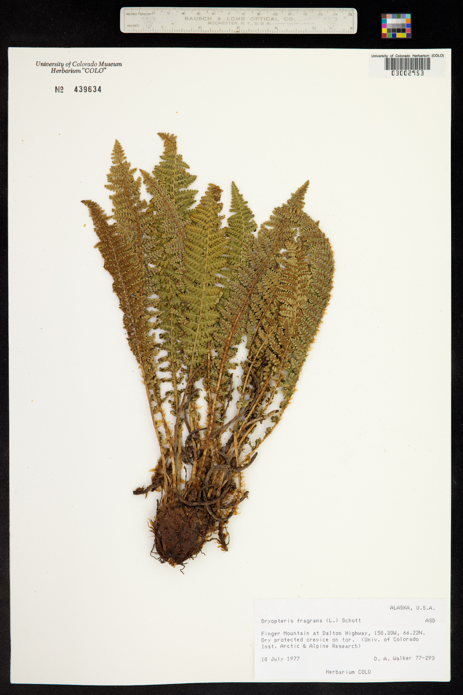 Dryopteris fragrans image