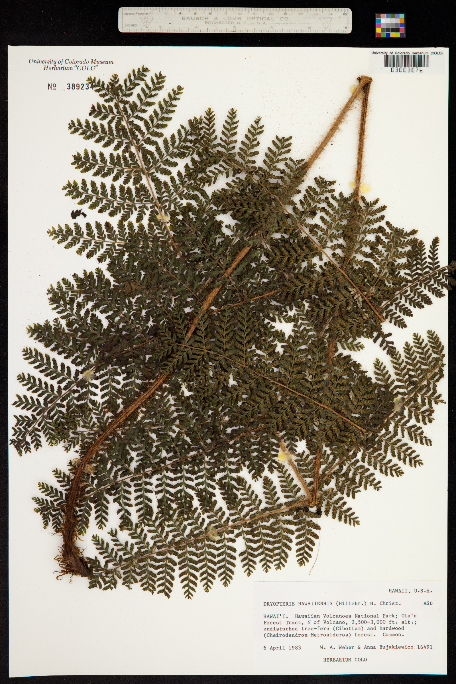 Dryopteris hawaiiensis image