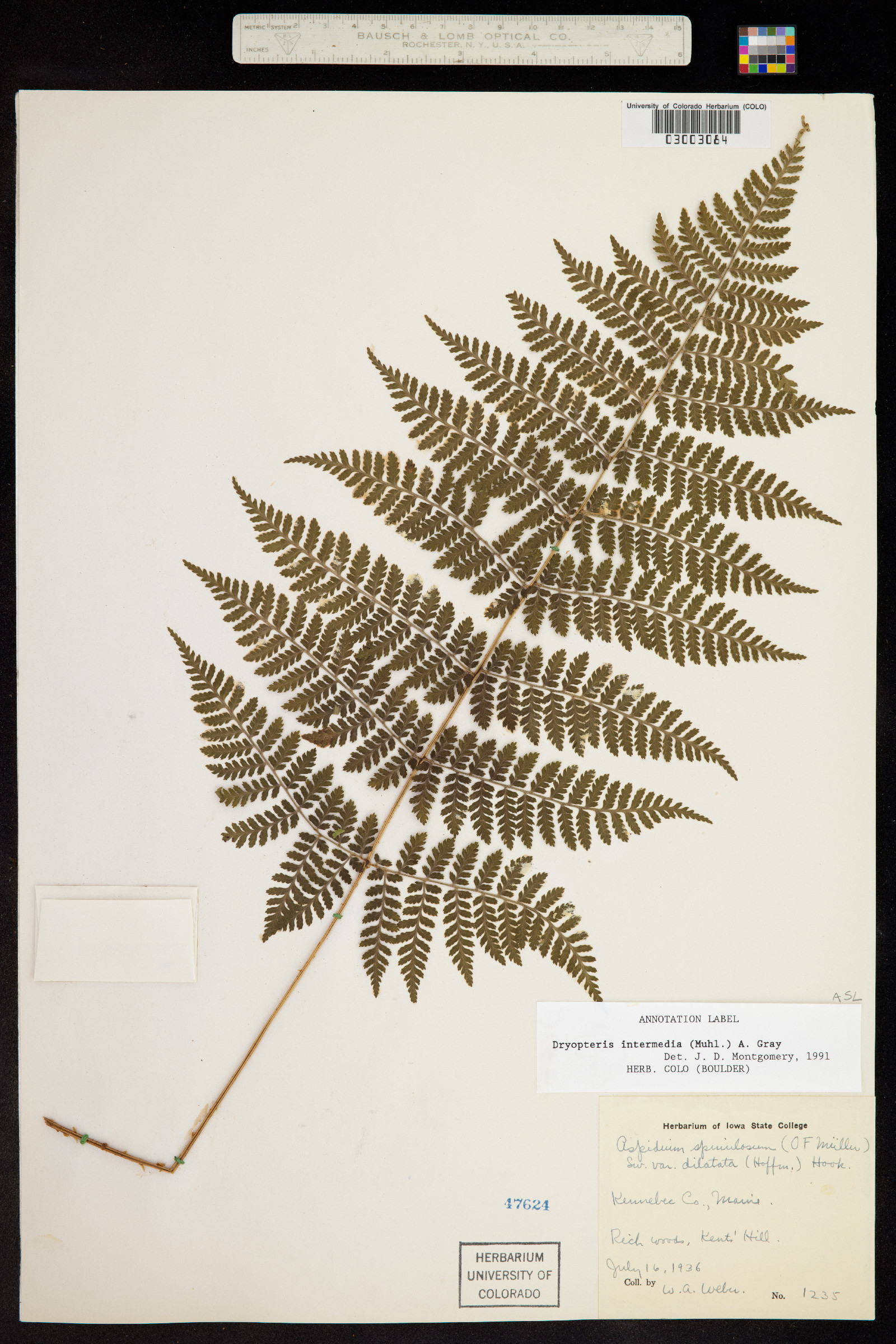 Dryopteris intermedia image