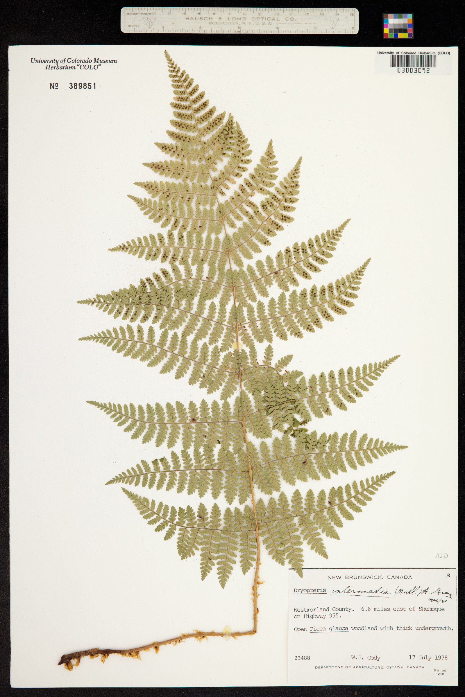 Dryopteris intermedia image