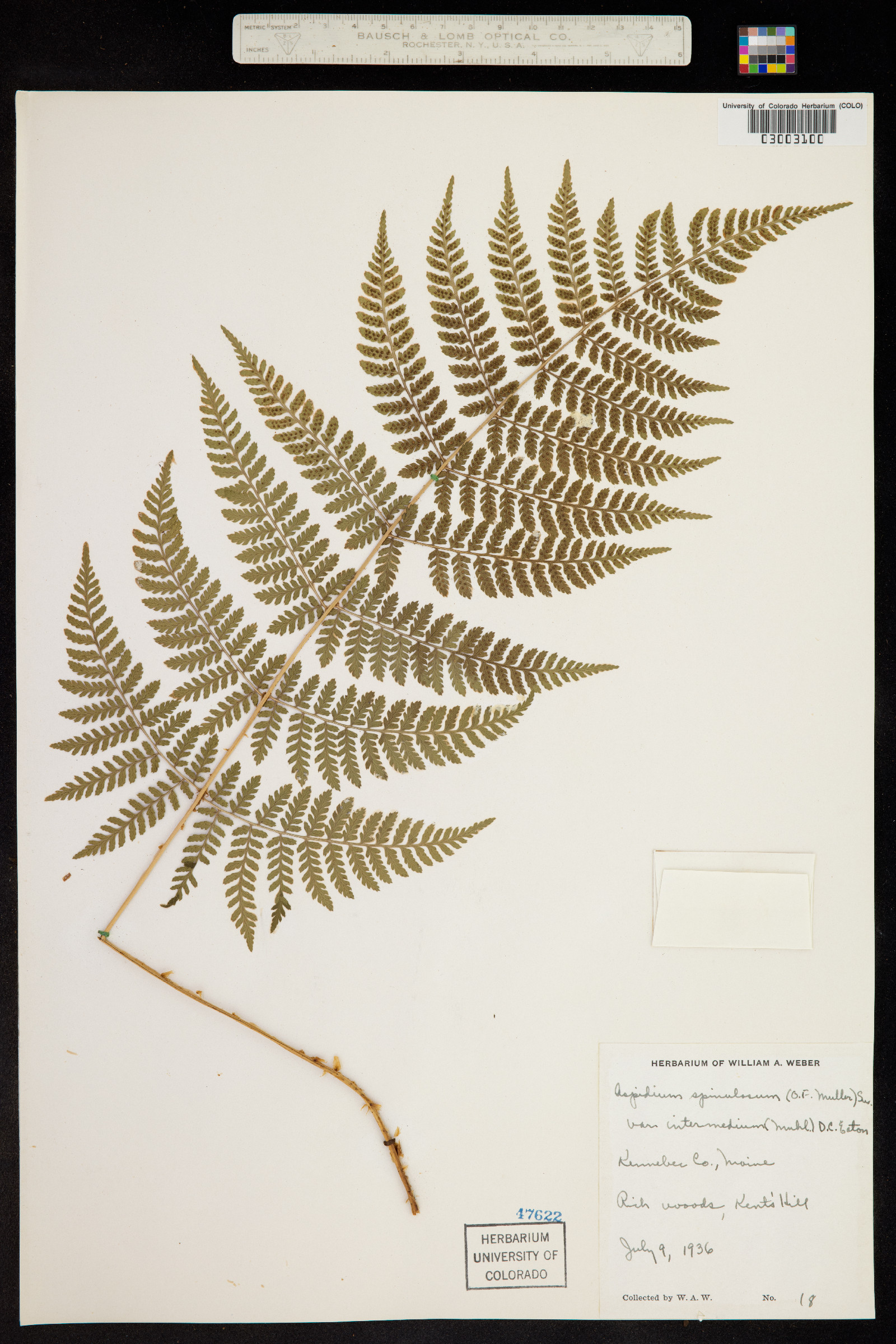 Dryopteris intermedia image