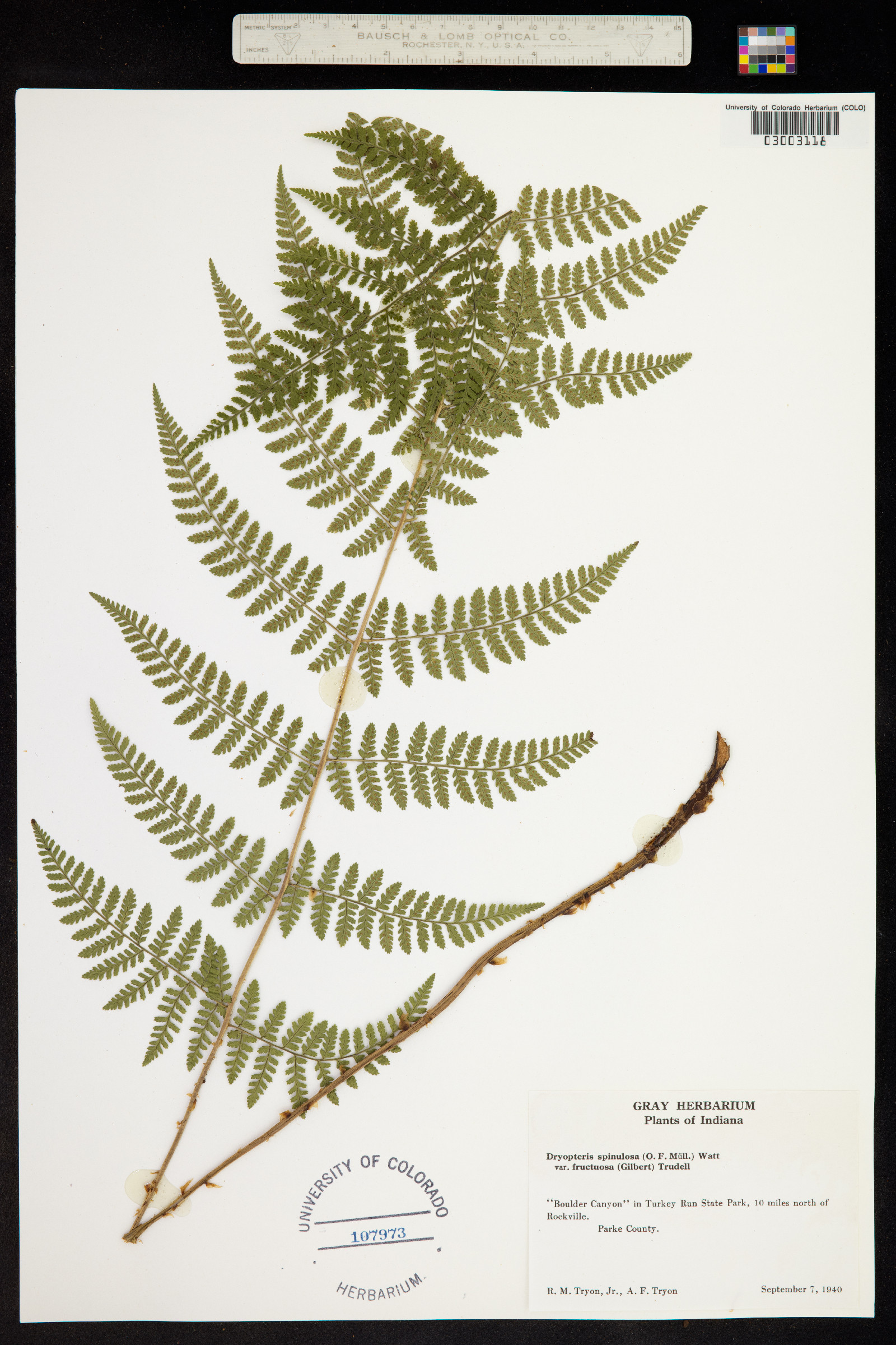 Dryopteris intermedia image