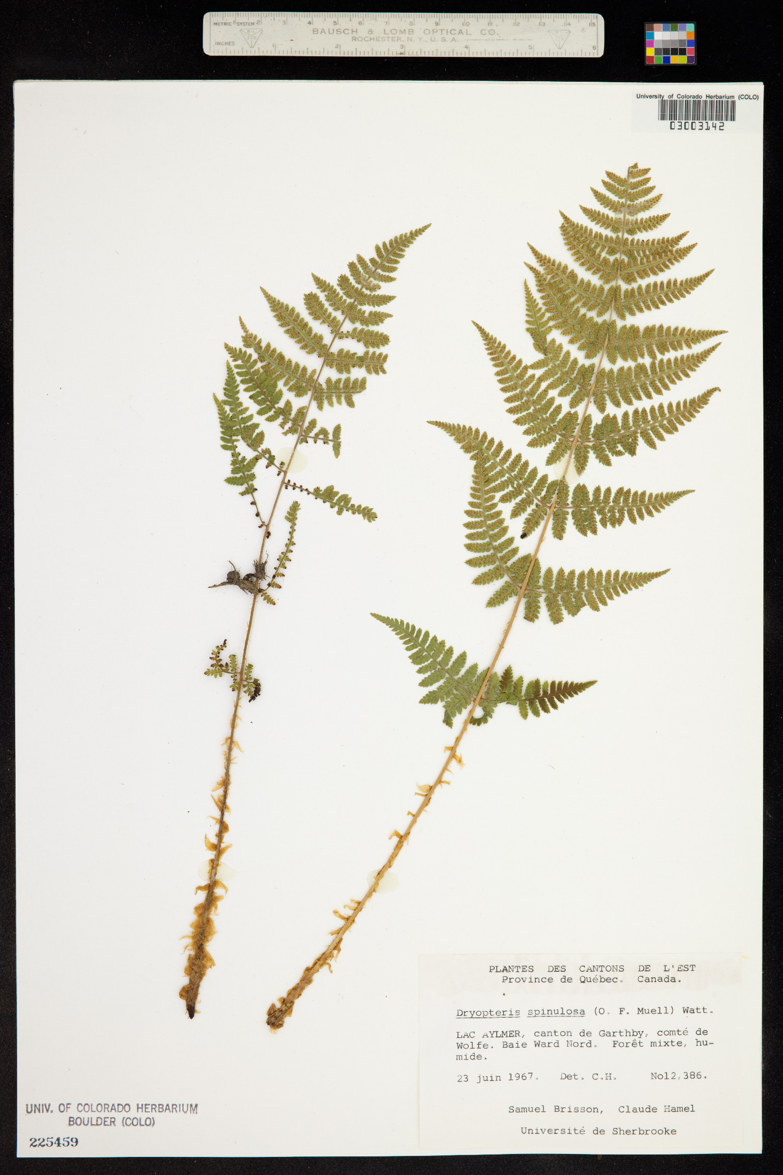 Dryopteris intermedia image