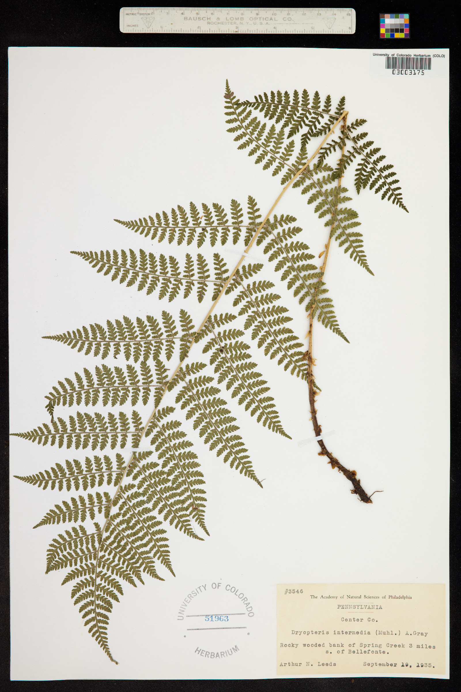 Dryopteris intermedia image