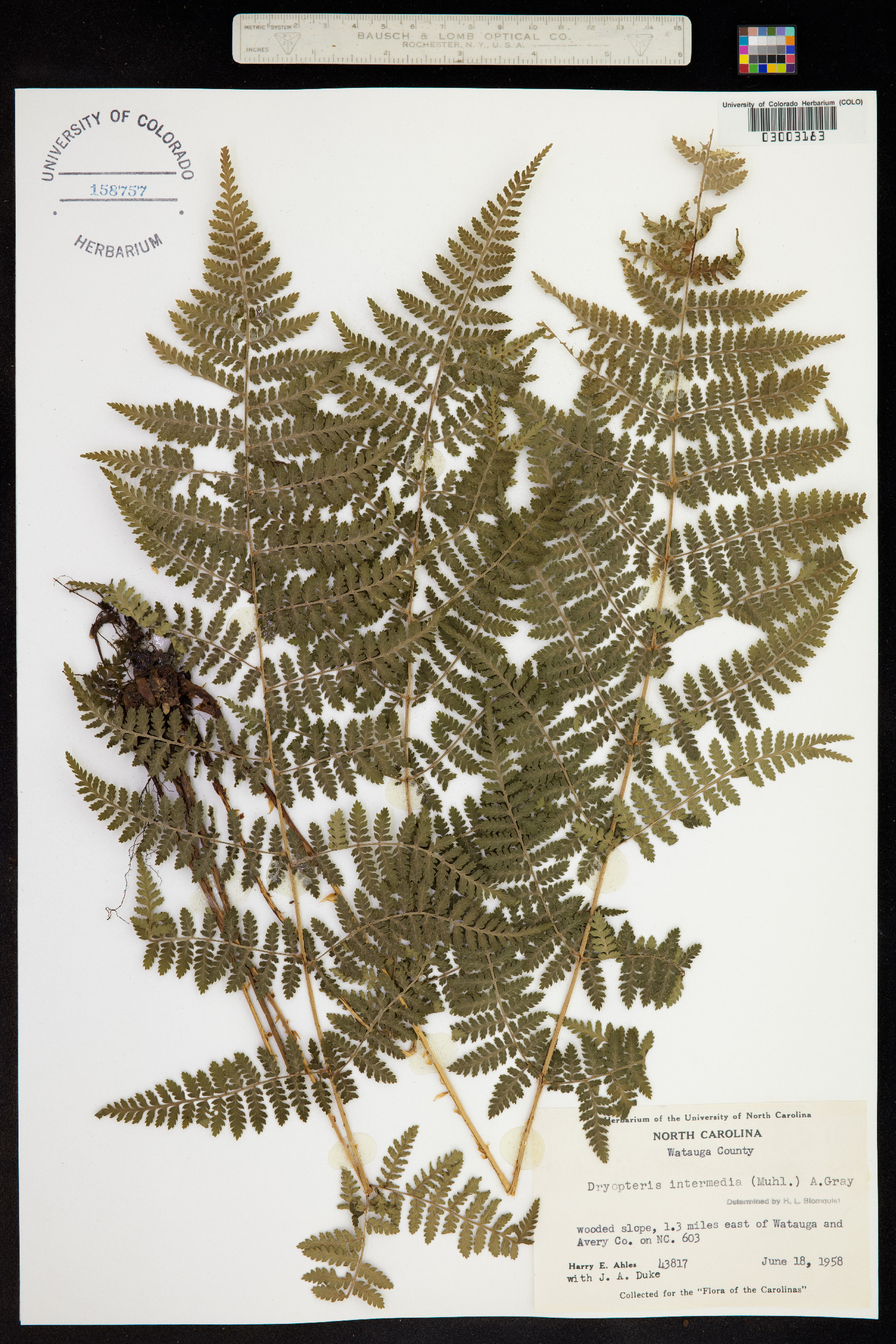 Dryopteris intermedia image