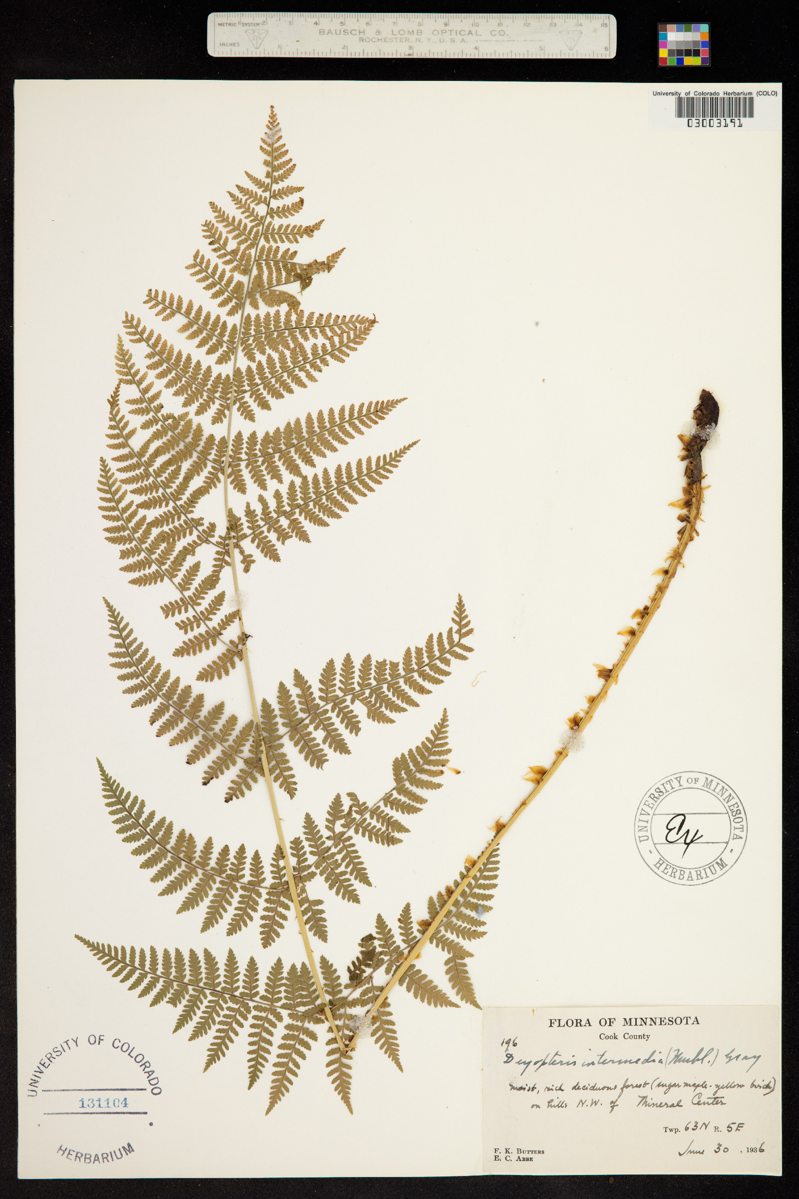 Dryopteris intermedia image