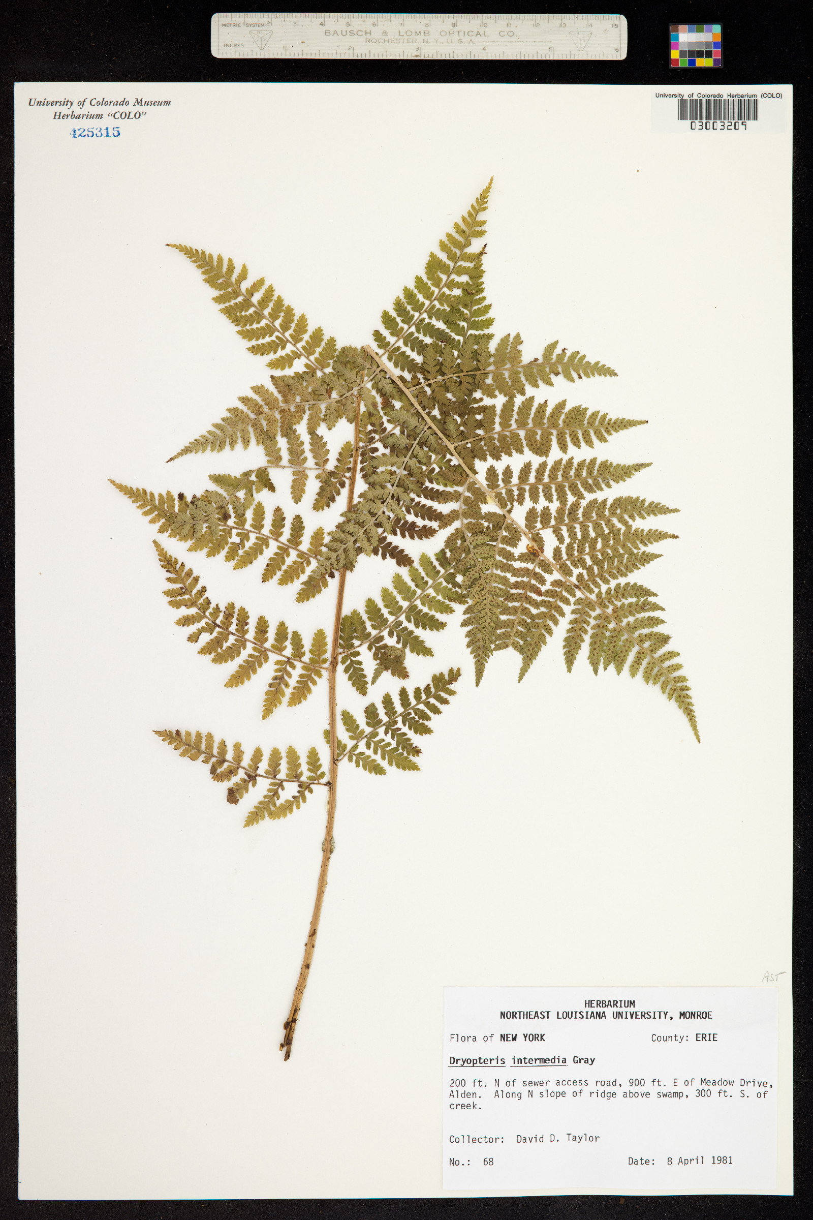 Dryopteris intermedia image
