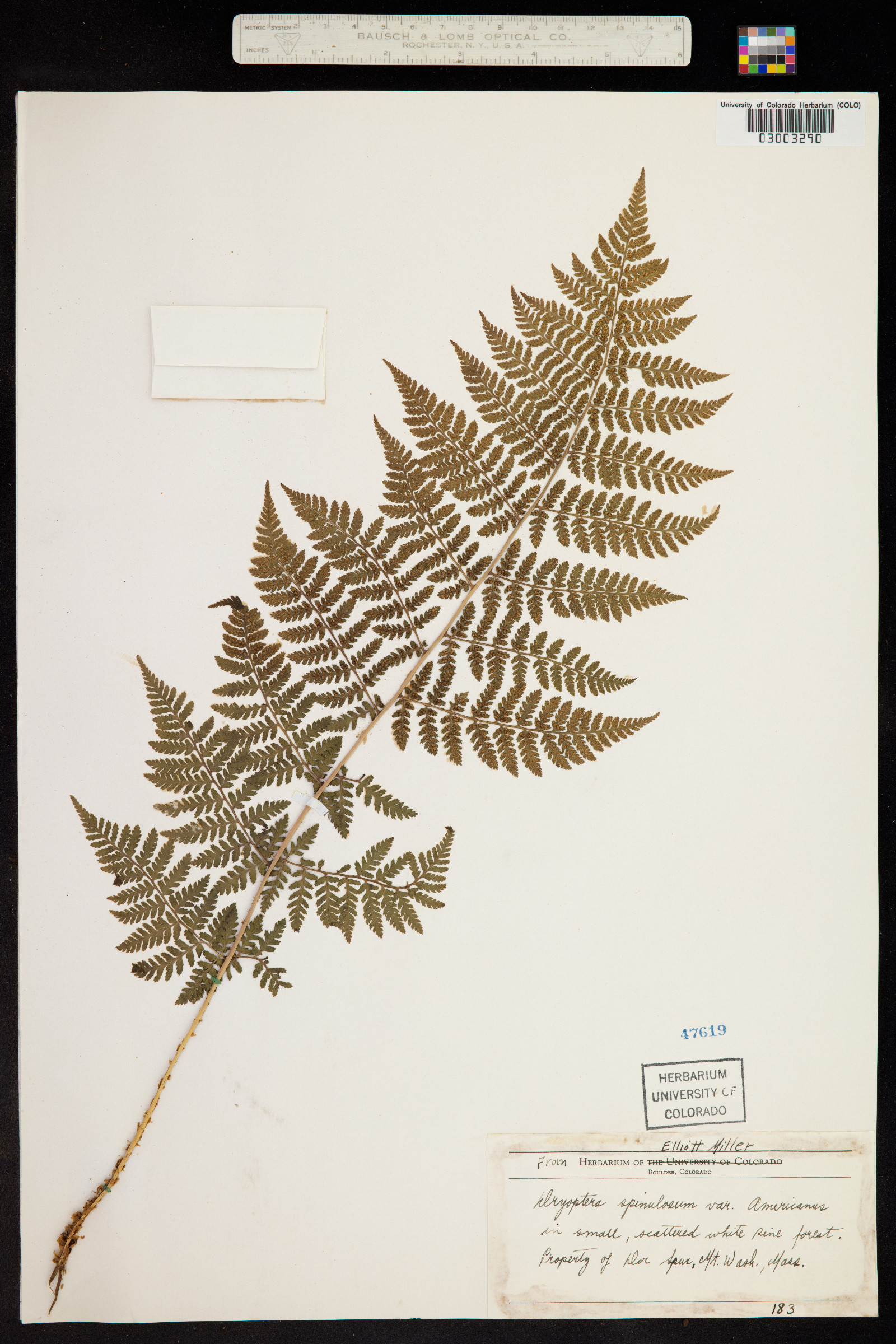 Dryopteris intermedia image
