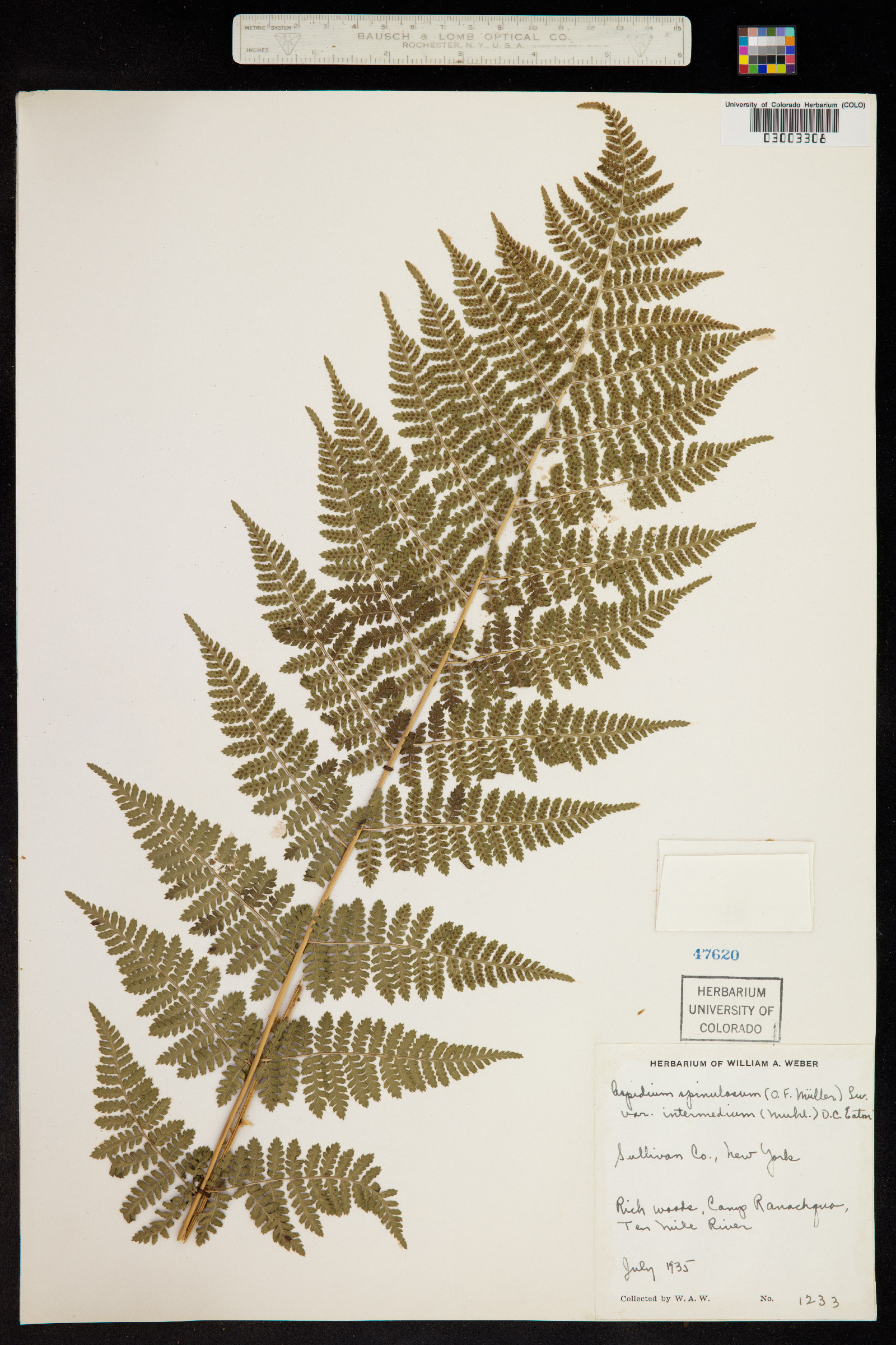 Dryopteris intermedia image