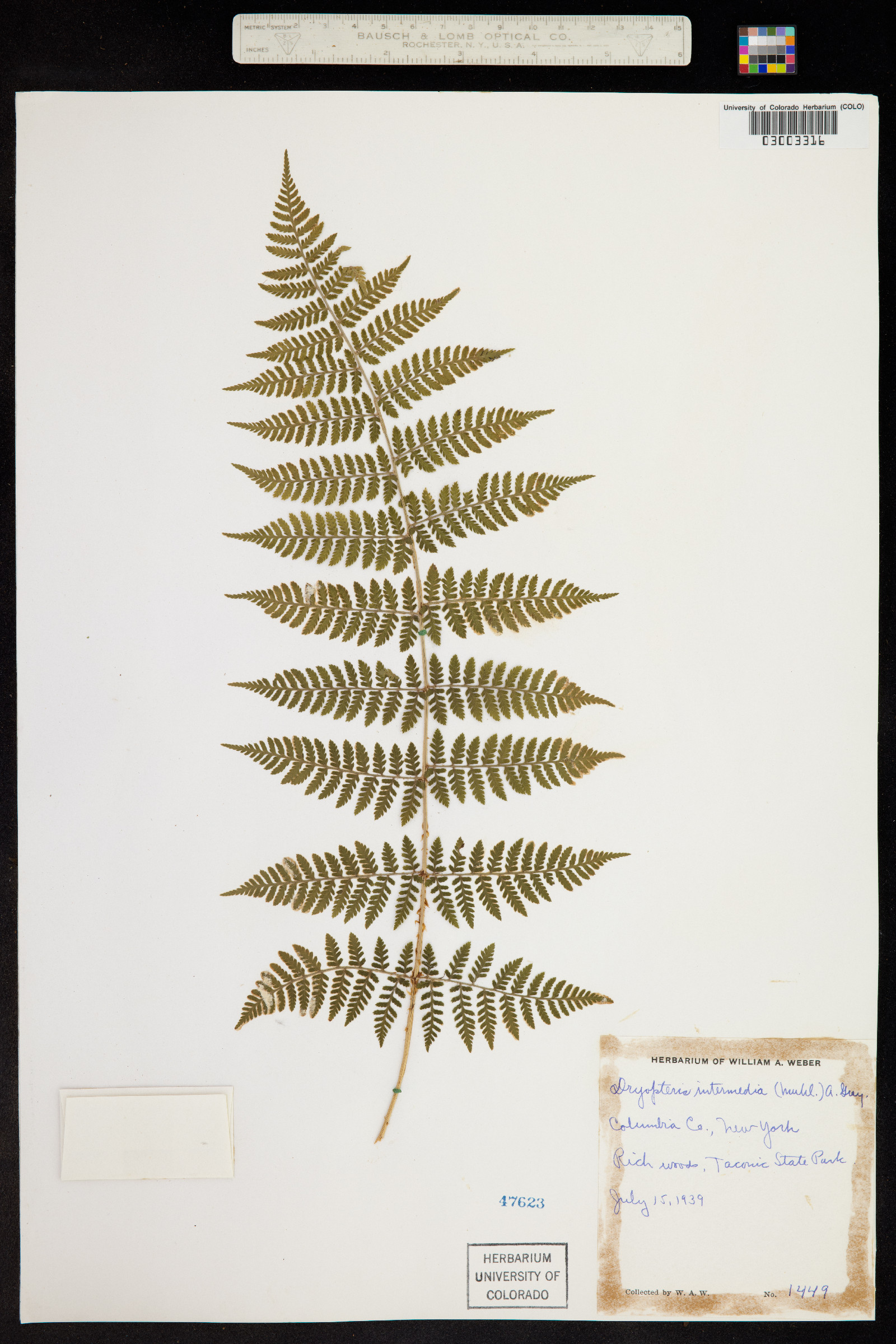 Dryopteris intermedia image
