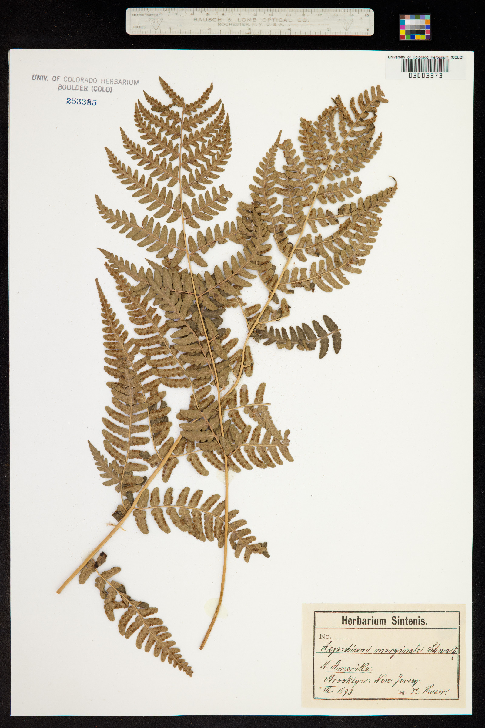 Dryopteris marginalis image