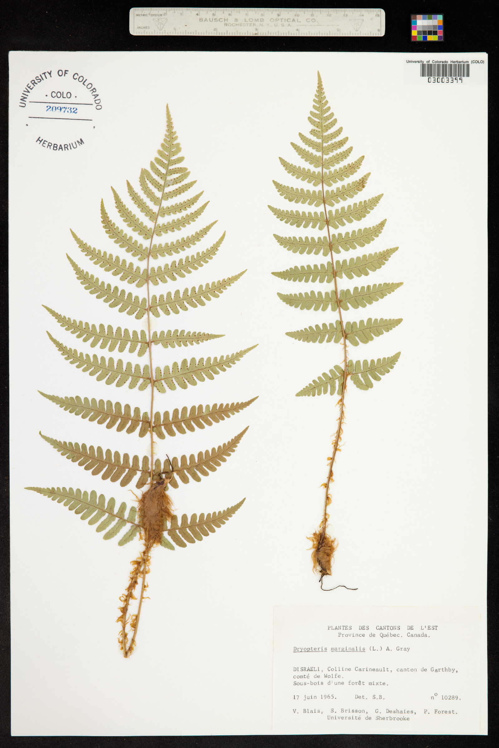 Dryopteris marginalis image