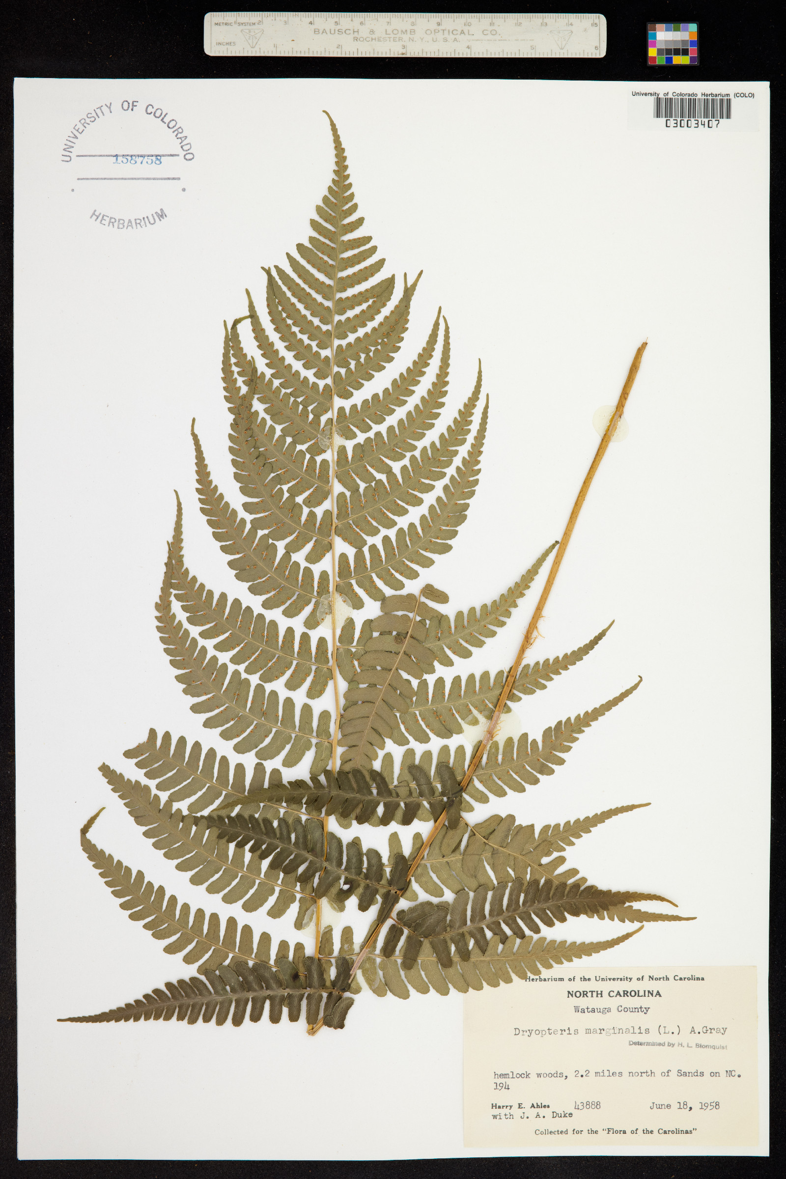 Dryopteris marginalis image