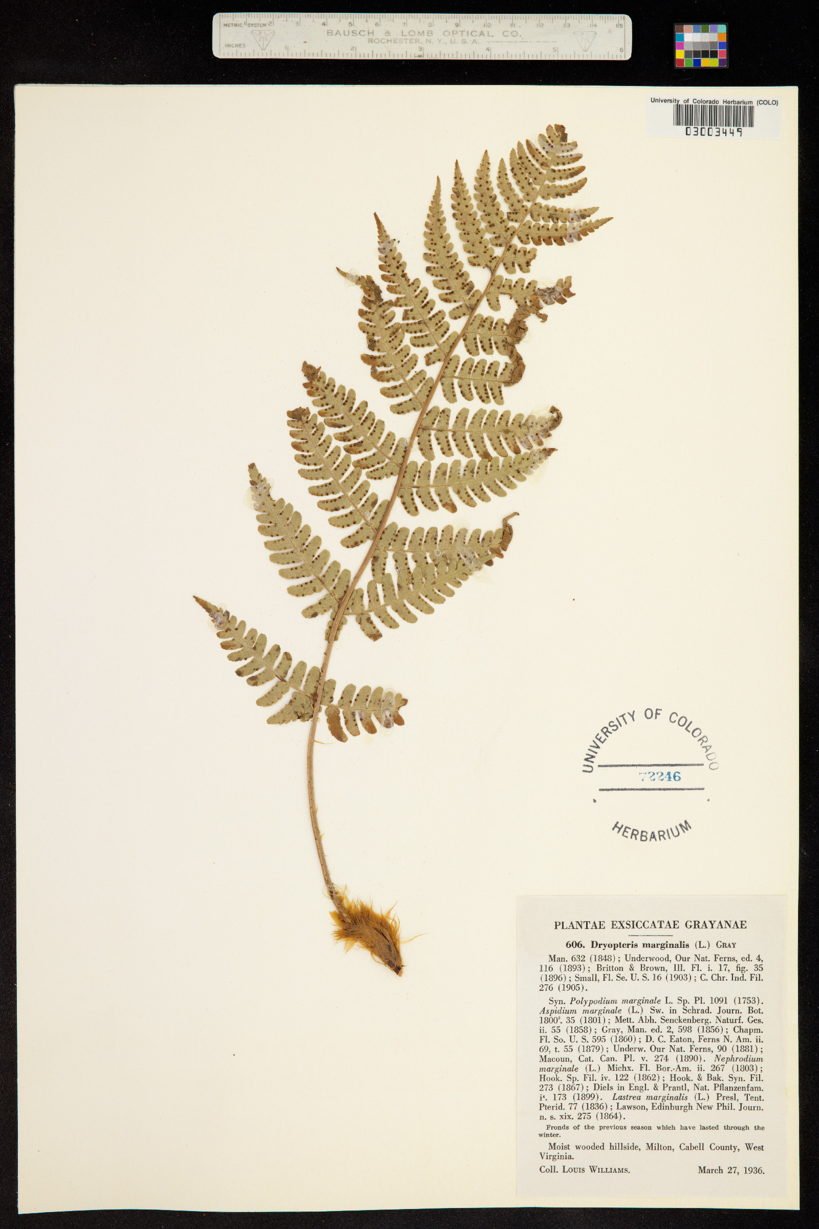 Dryopteris marginalis image