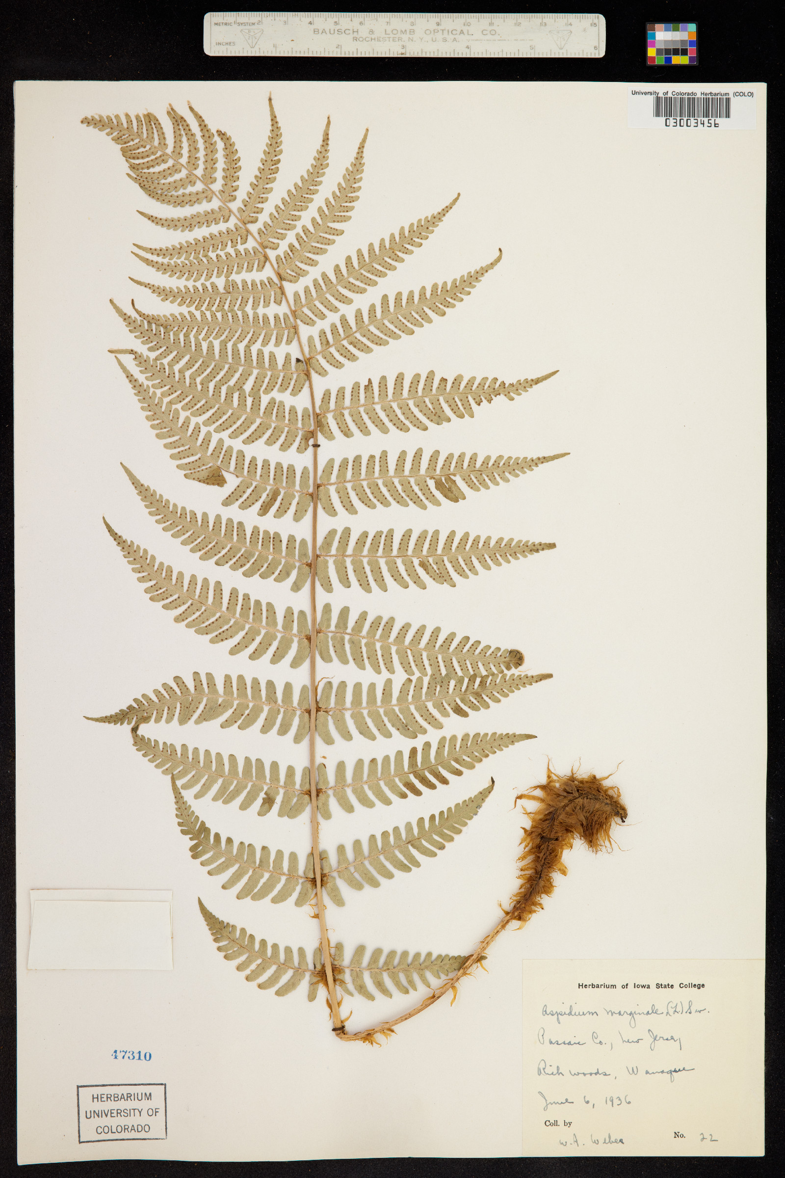 Dryopteris marginalis image
