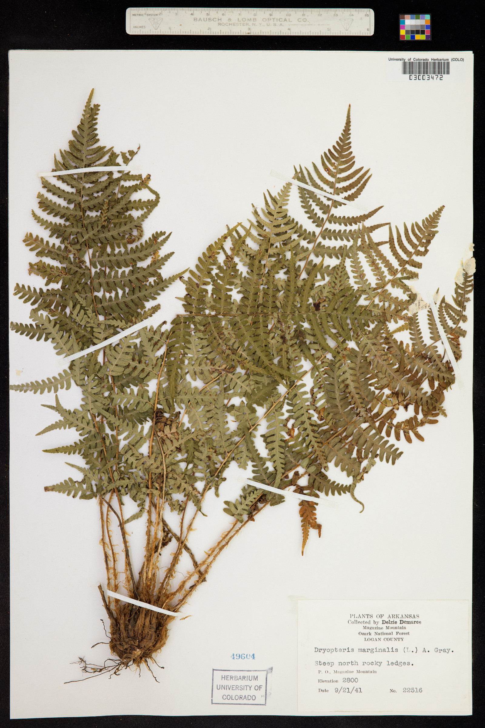 Dryopteris marginalis image